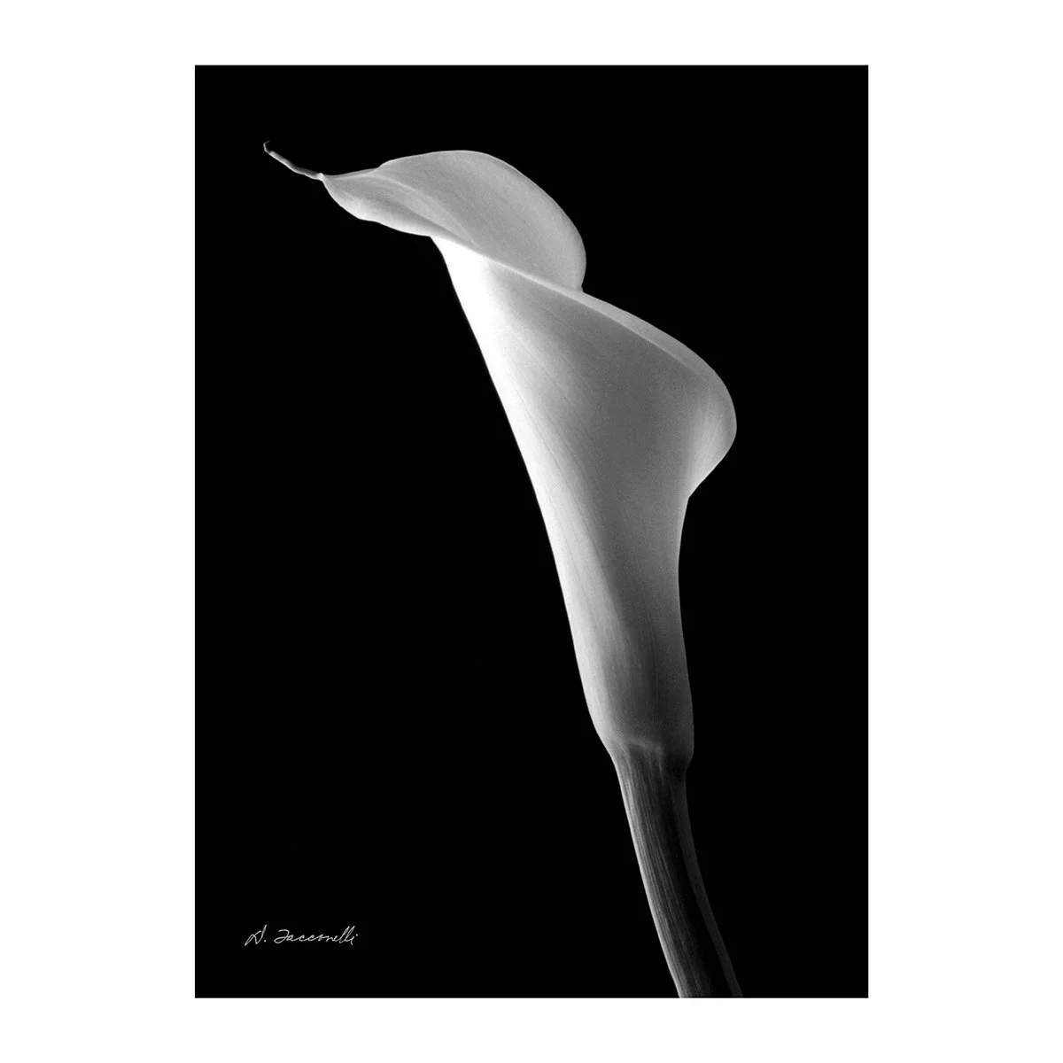Calla 19