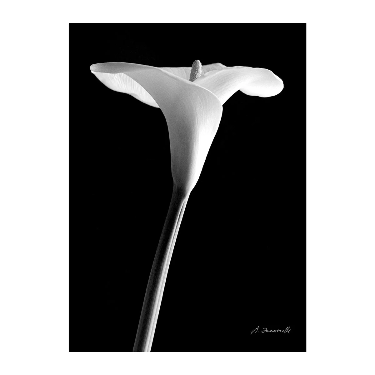 Calla 14