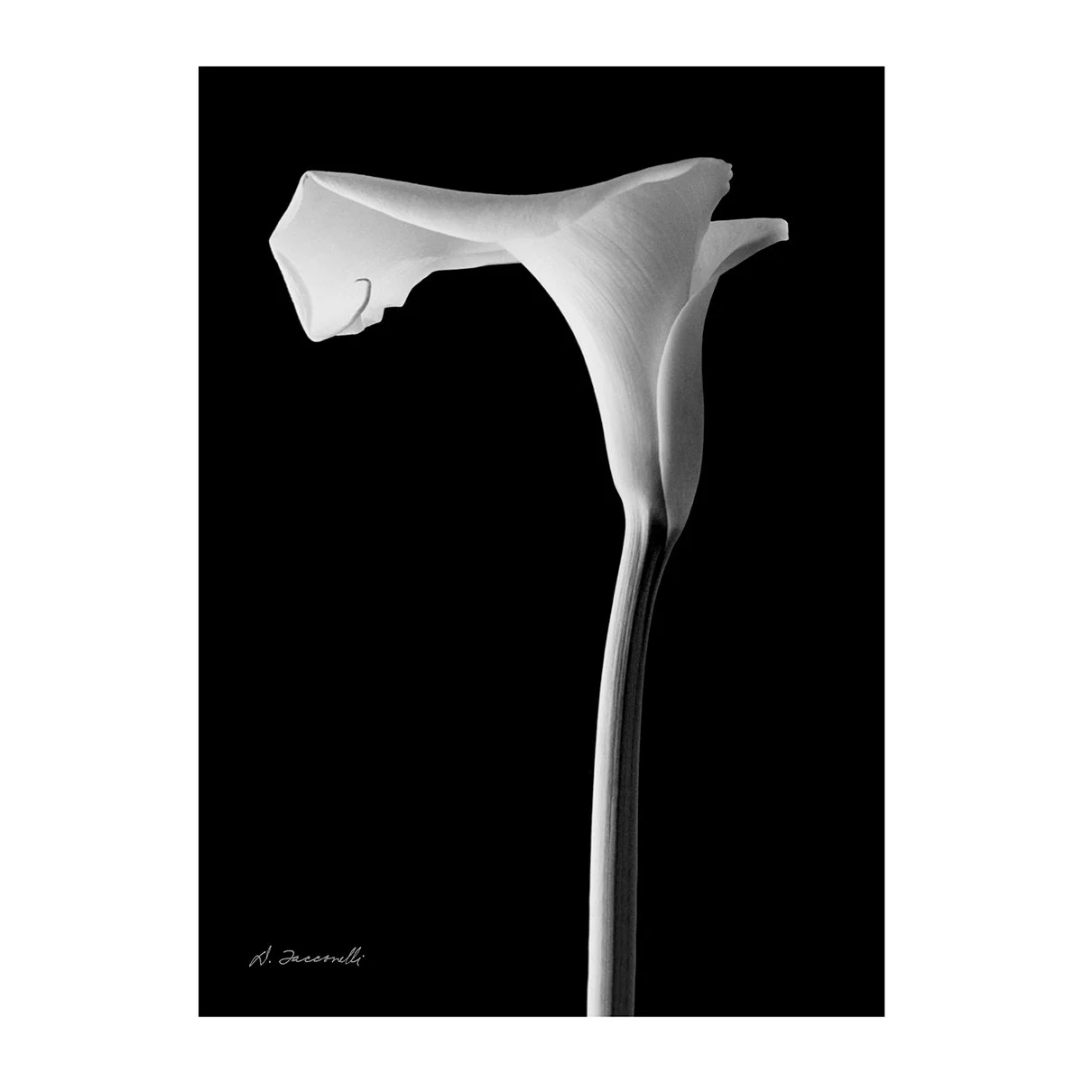 Calla 29