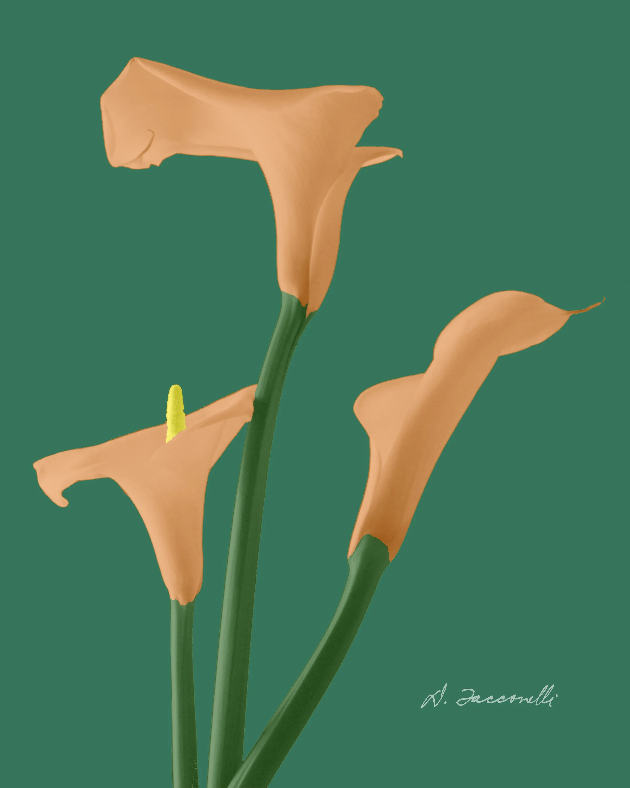 Calla Lily Family