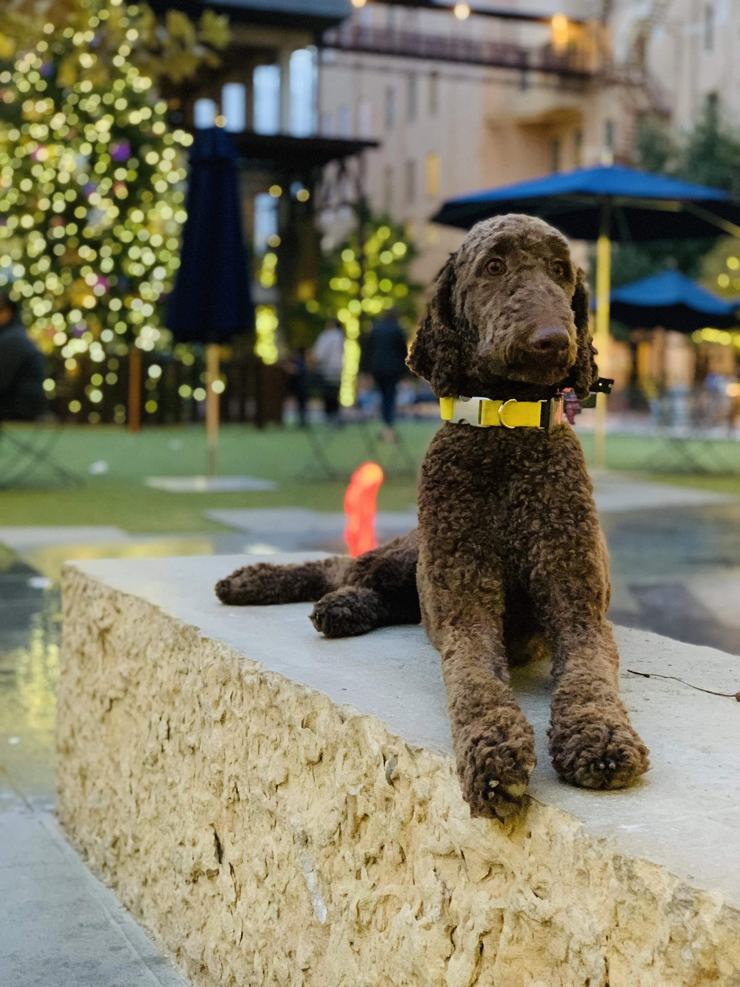 Professional Dog Training WinstonSalem, North Carolina