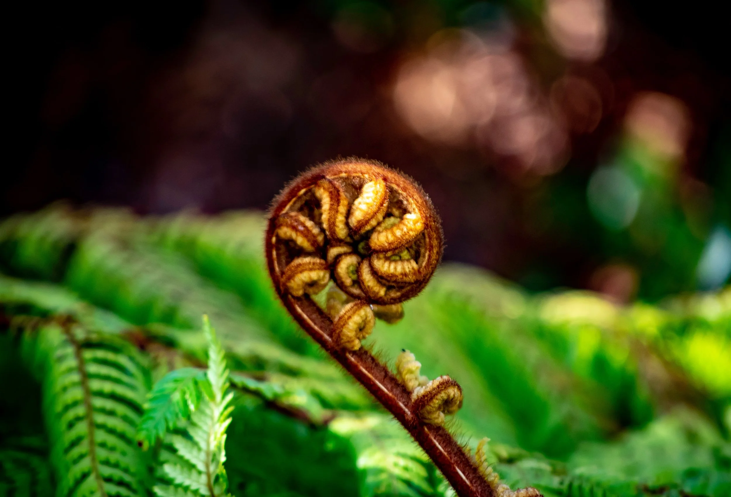 photo of  fern unfolding