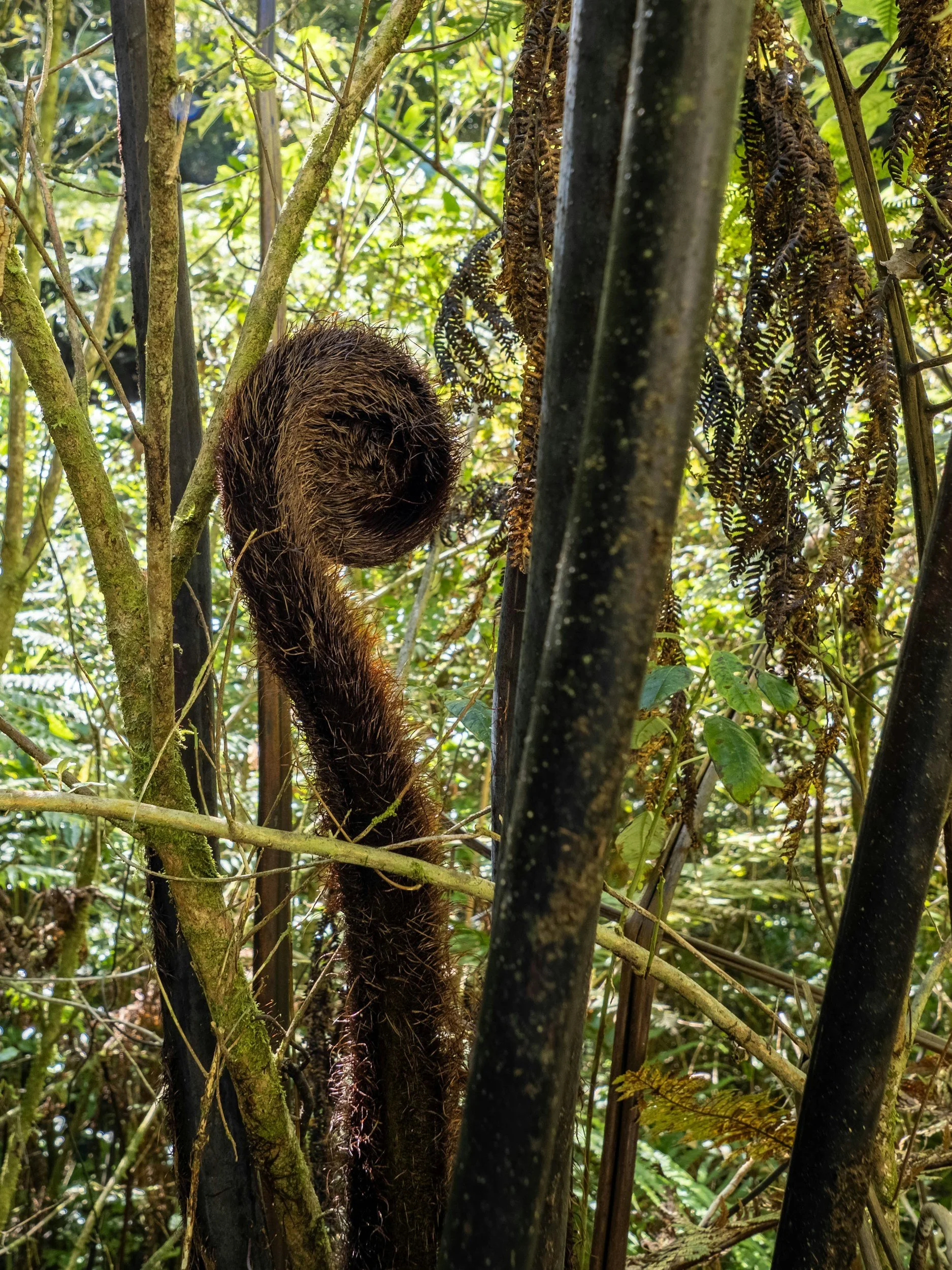 New Zealand forest with koru unfurling