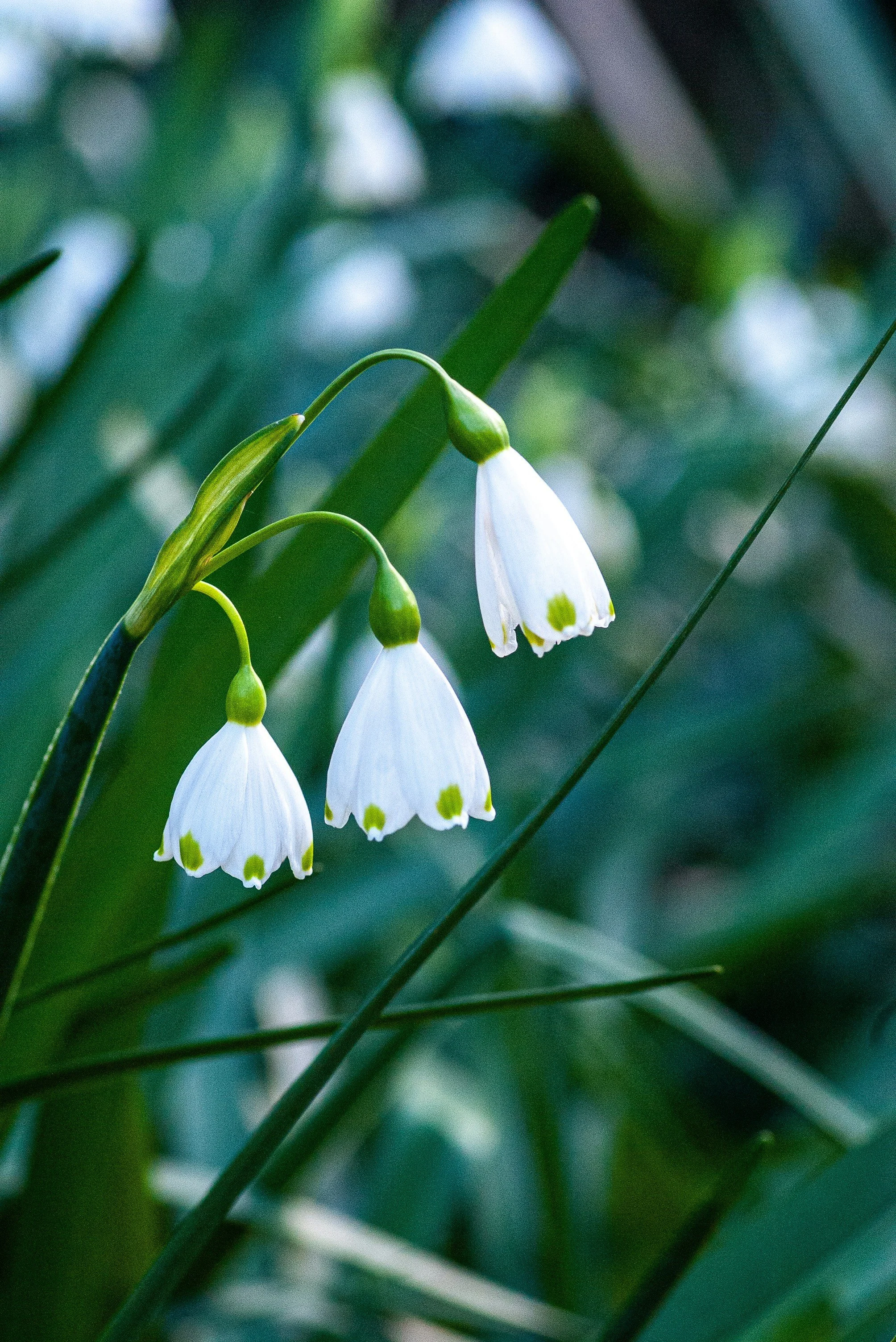 A delicate flower with a quietly fierce survival strategy.
