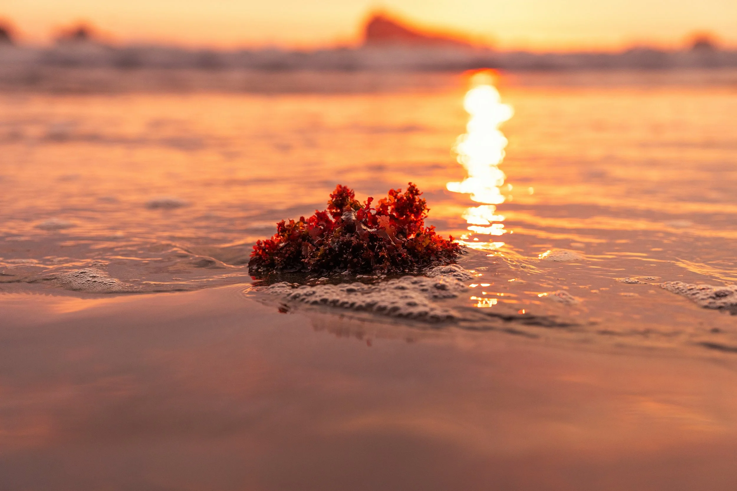 photo of red seaweed on a beach with water washing over it