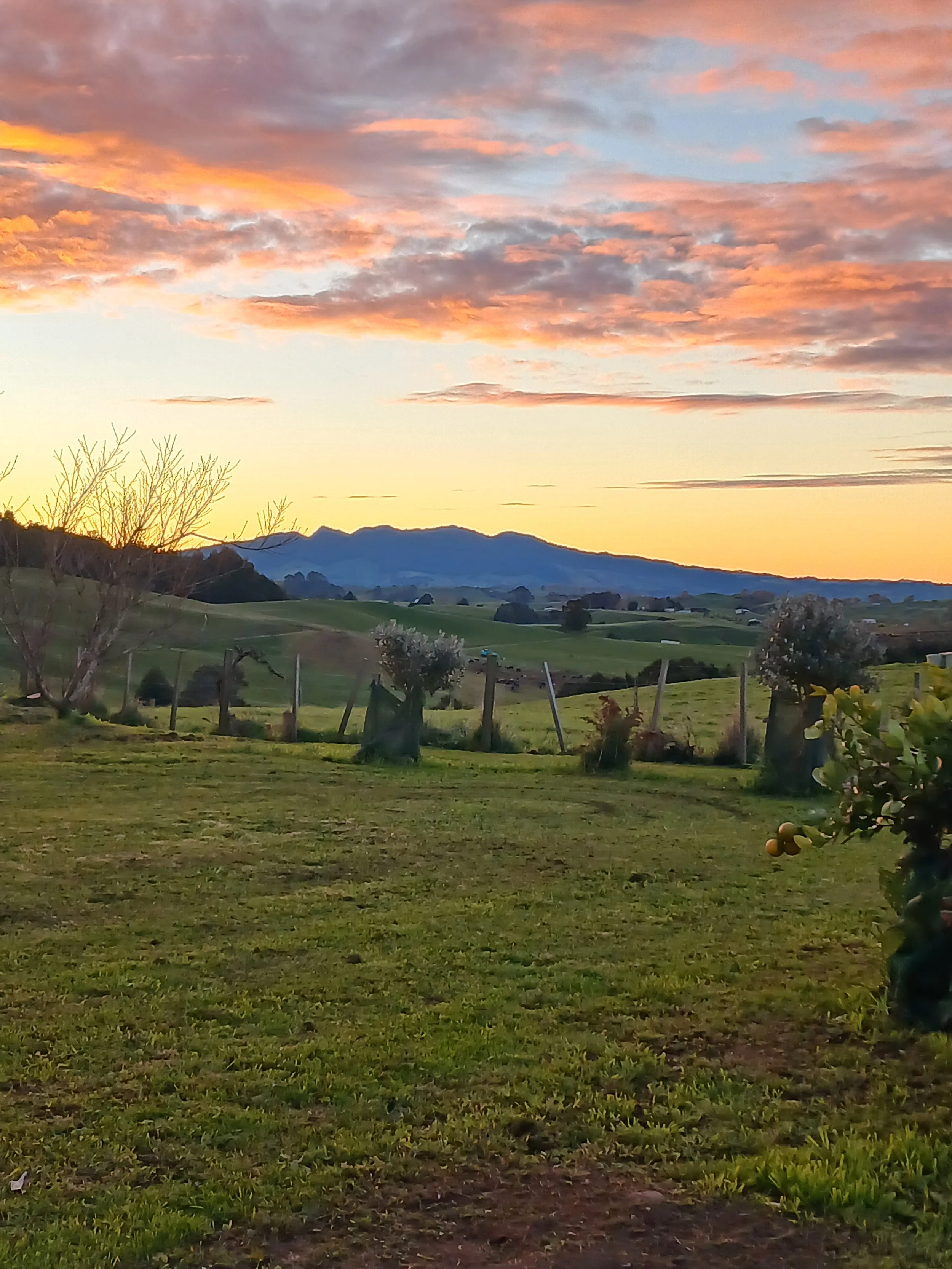 Counry scenery with Wharepuhunga maunga in the backgroud