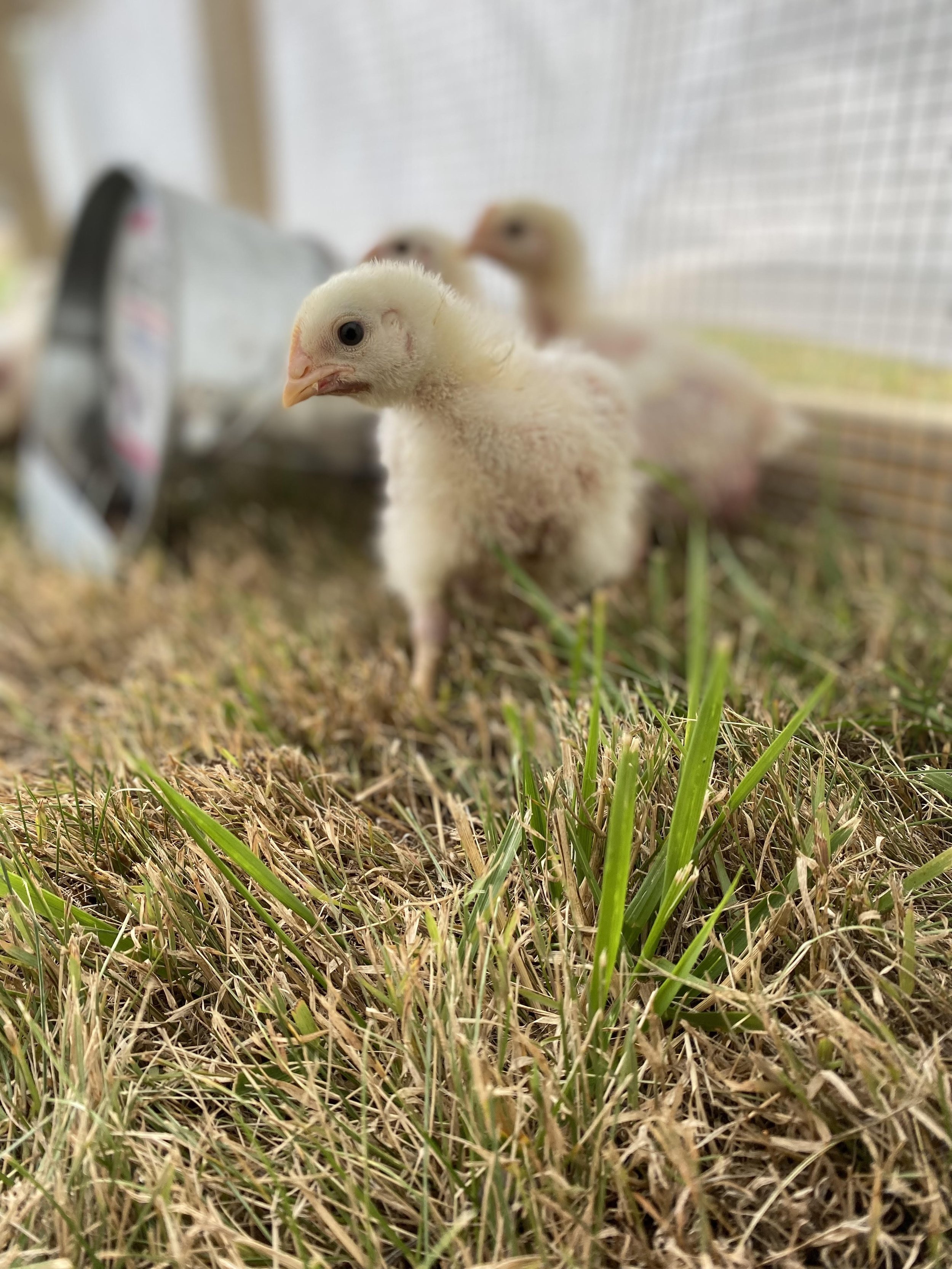 What is Pastured Poultry?