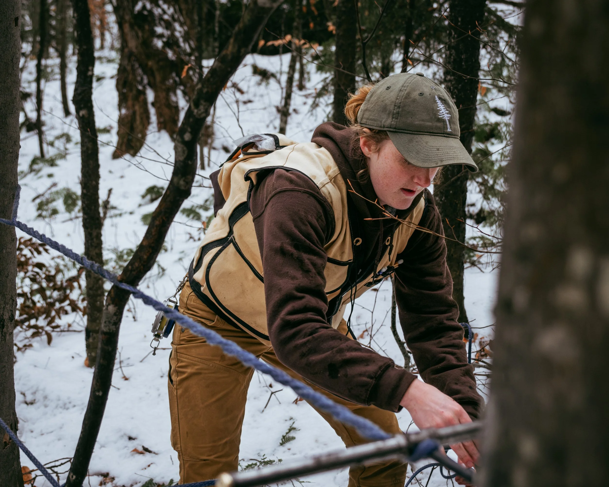 Tree coring in rural community, New York