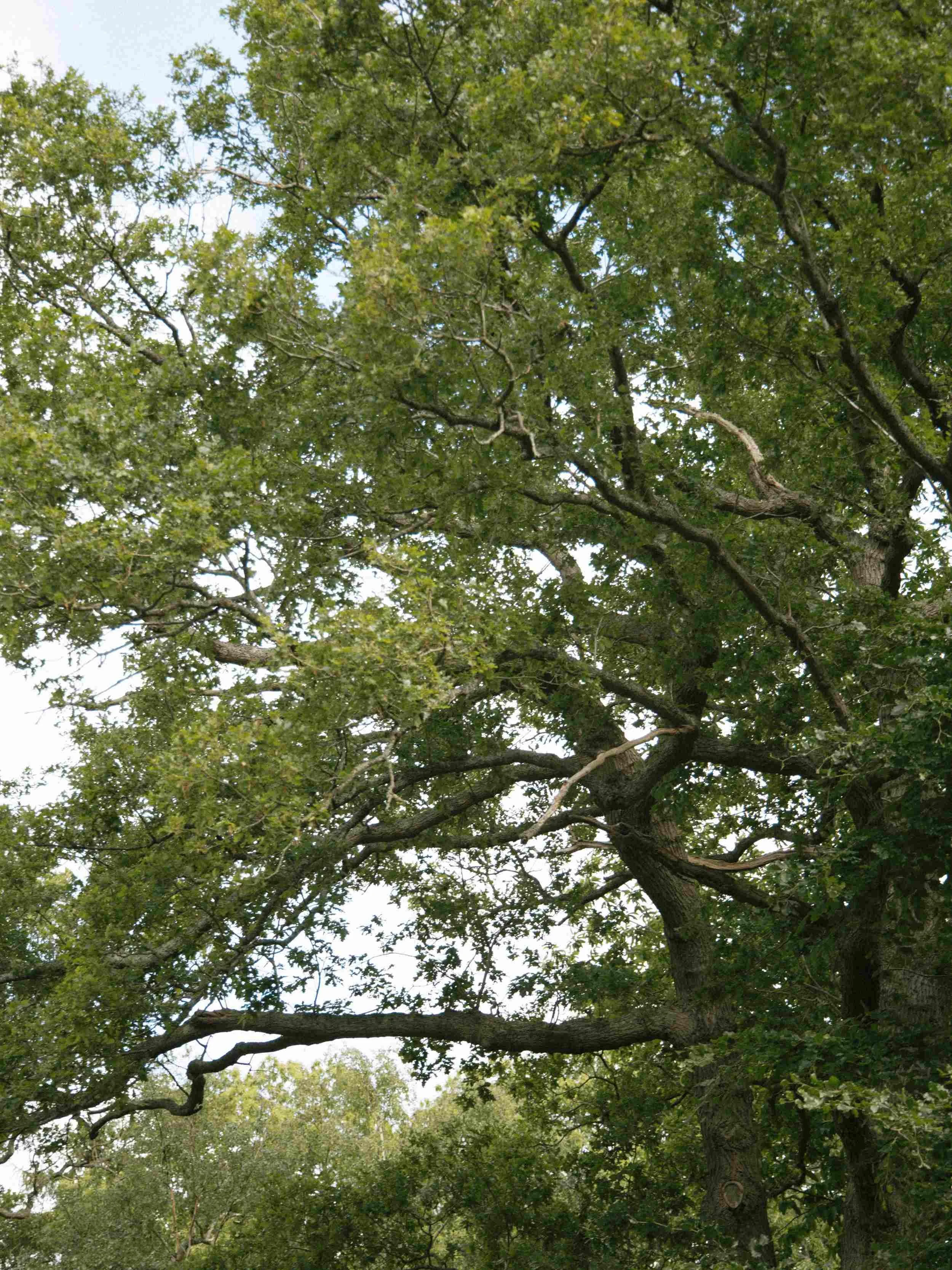 Hillcrest-house-green-belt-ottershaw-surrey-trees.jpg
