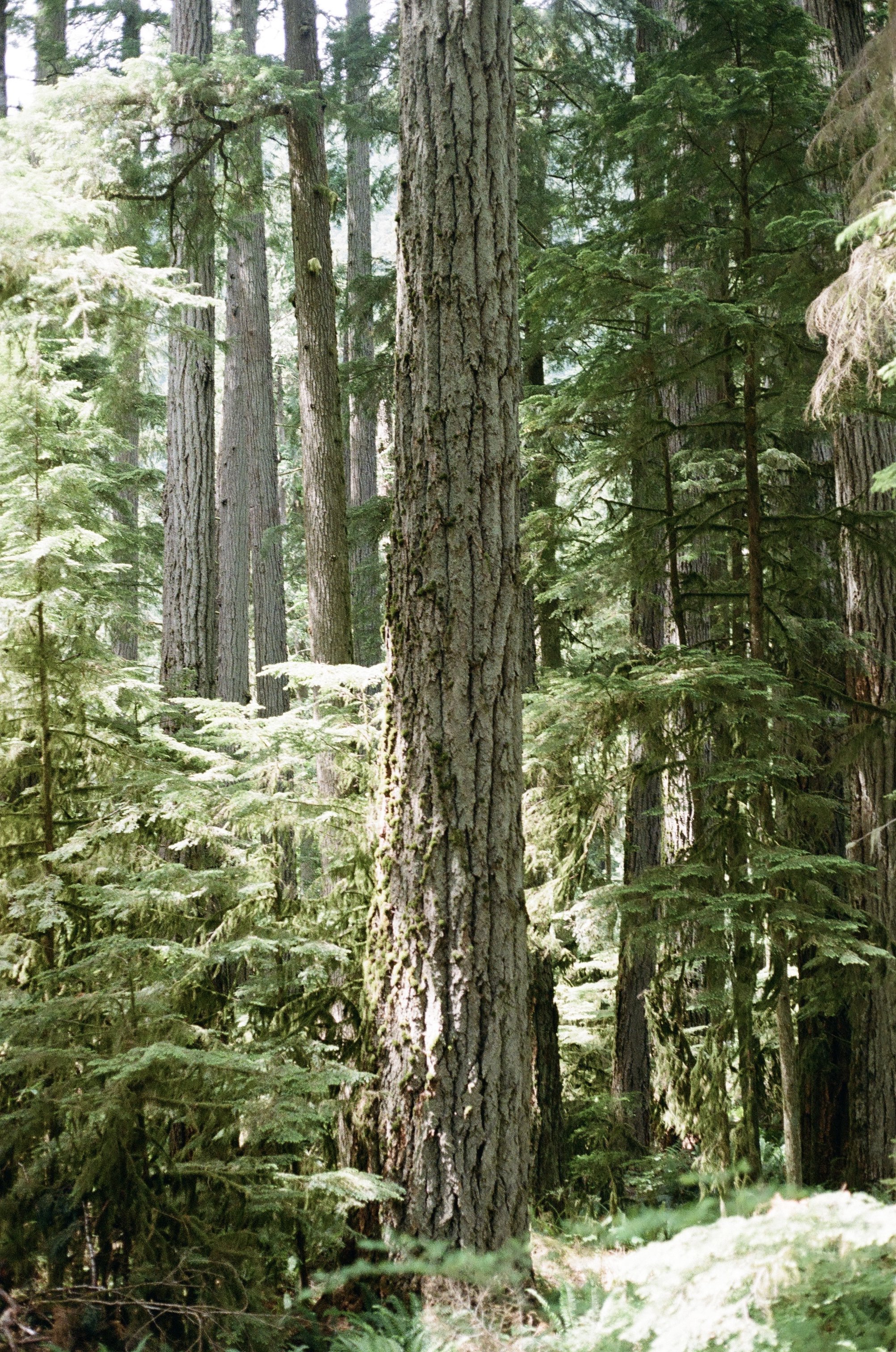 A calm forest in Alberta, the same feeling as therapy in Ontario