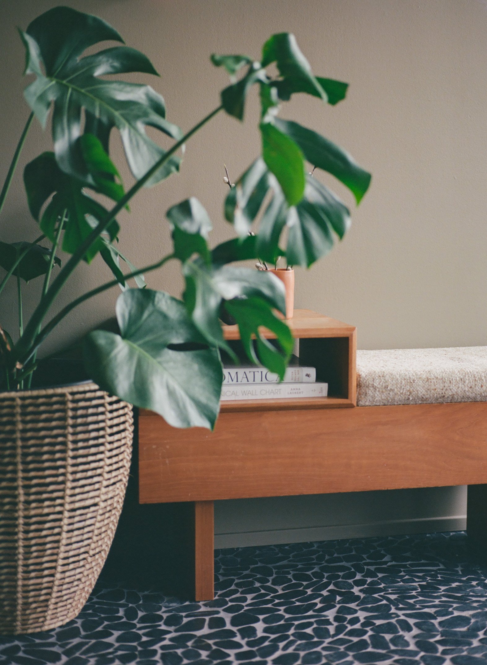 A plant and bench in a counselling office providing therapy for Guelph University students