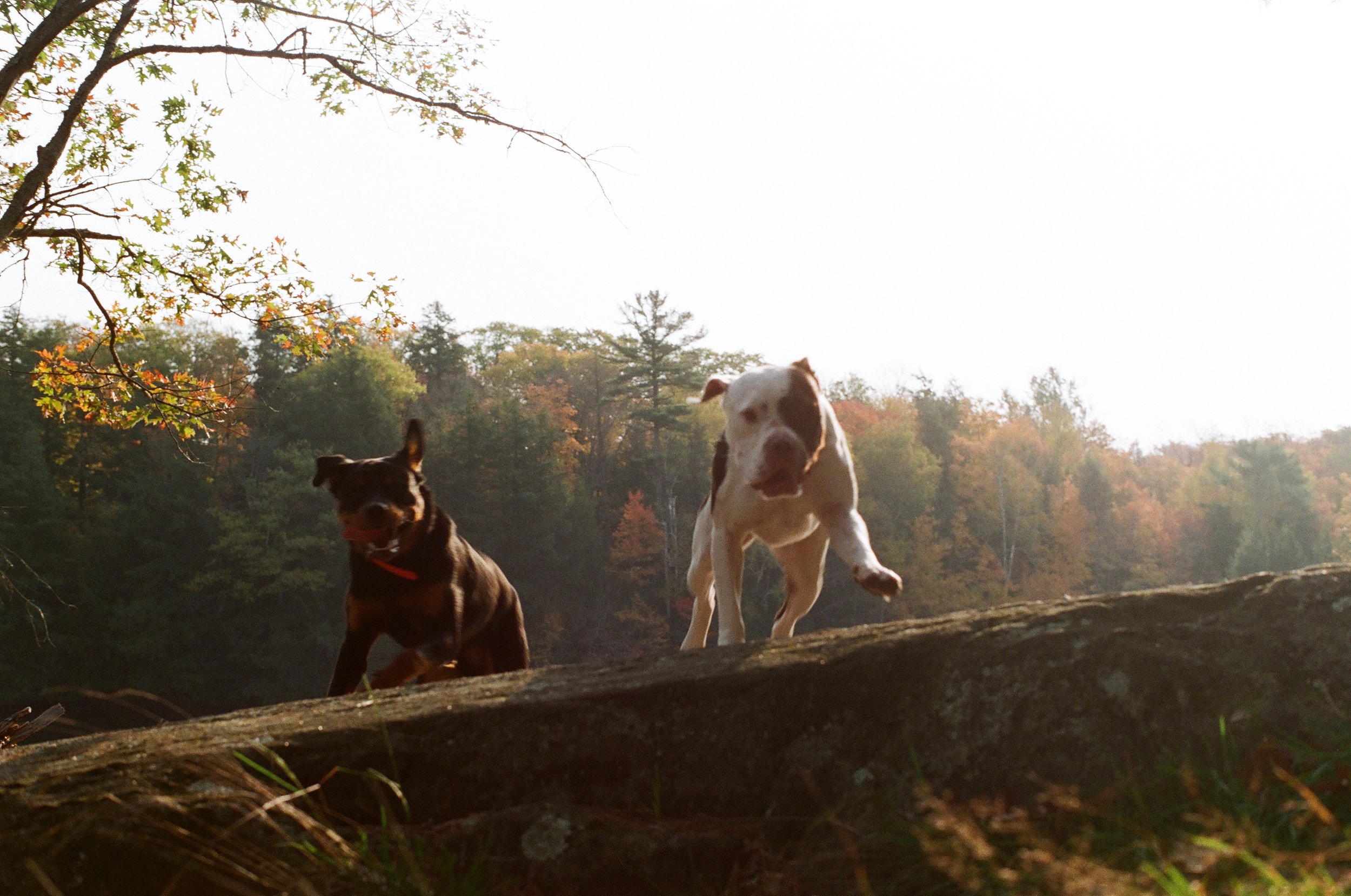 A female relationship therapist in downtown Guelph’s two dogs jumping over a log in Ontario