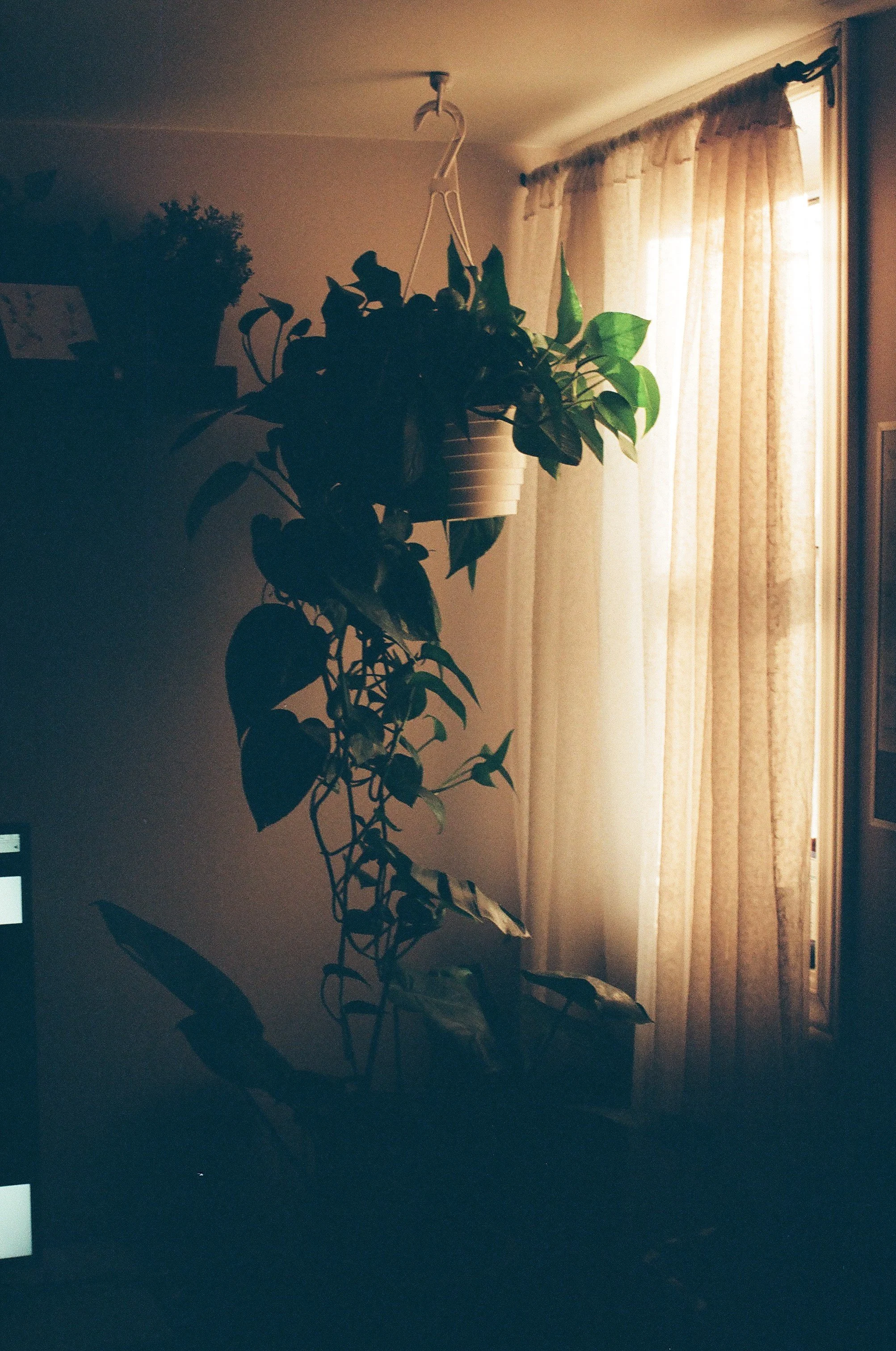 Film photo of a hanging plant in a downtown Guelph therapy office providing culturally-sensitive couples therapy in Ontario