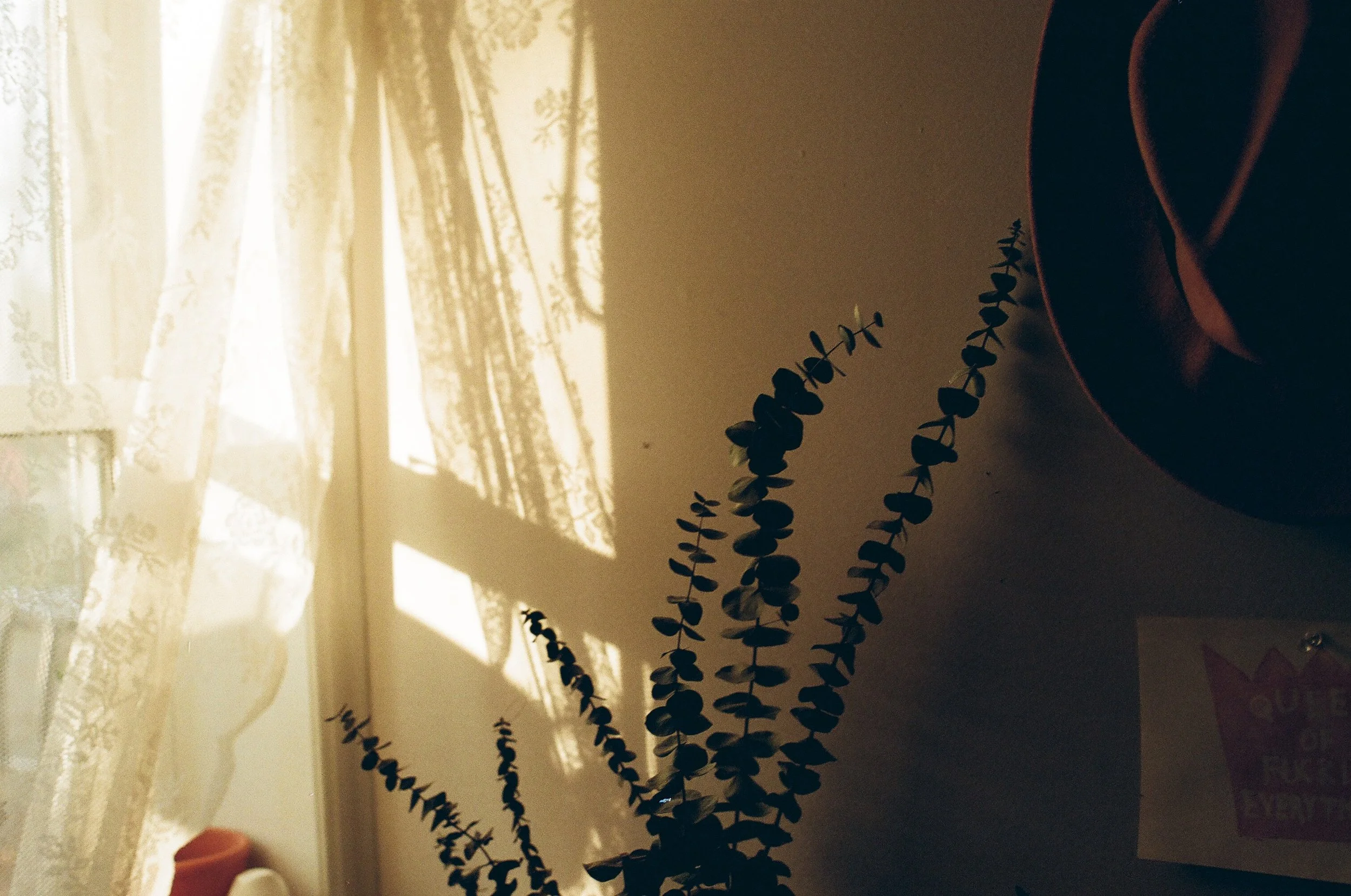 Film photo of a eucalyptus plant in a downtown Guelph therapy office providing culturally-sensitive grief therapy for teens in Ontario