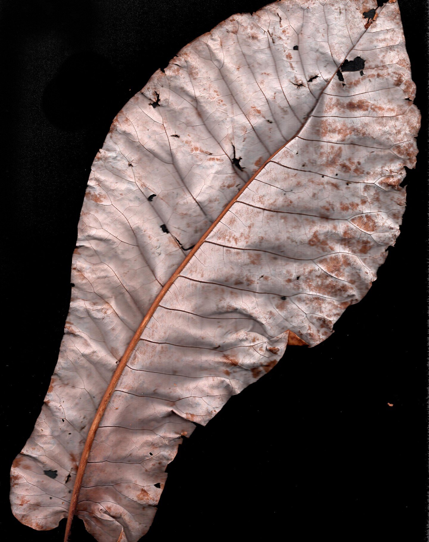 Magnolia macrophylla leaf study / 2' scanning bed