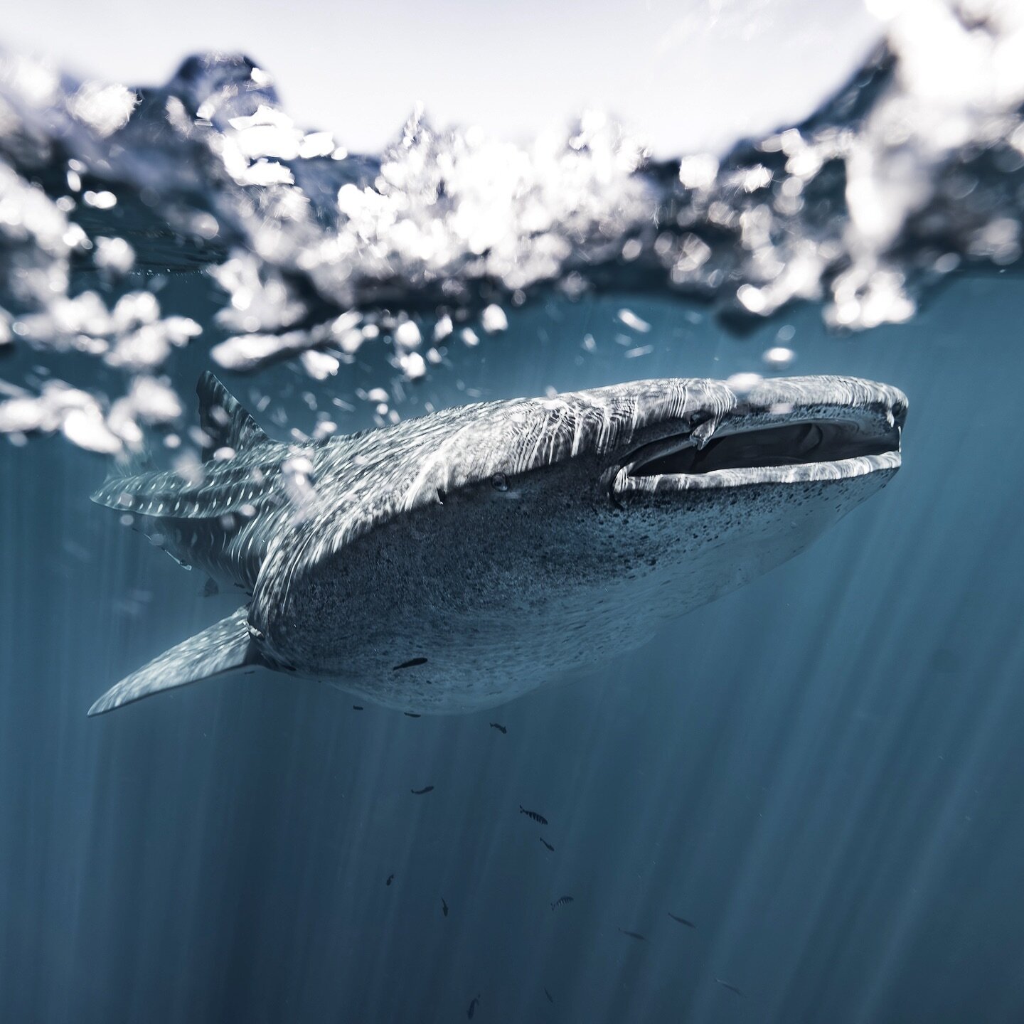 #whaleshark #tiburonballena #bajacaliforniamexico #bajacaliforniasur🌵 #seaofcortez #requinbaleine #walhai #ジンベイザメ #m&eacute;xico #canonphoto #underwaterlife #uwphotography #uwphoto