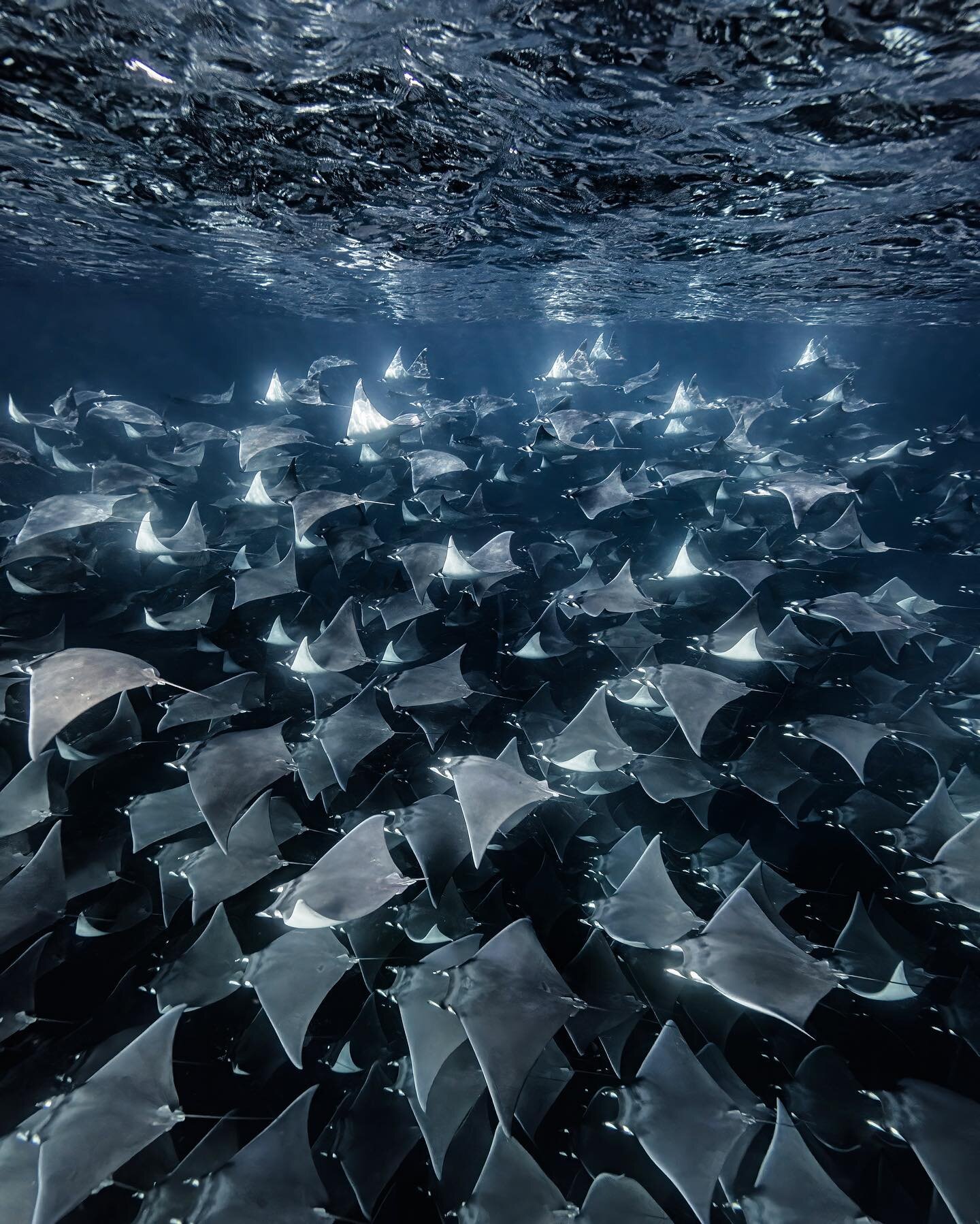 #devilrays #mobularay #mobula #mexico #oceanphotography #timefortheocean #bajacalifornia #bajacaliforniasur #seacreatures #canonphotographers
