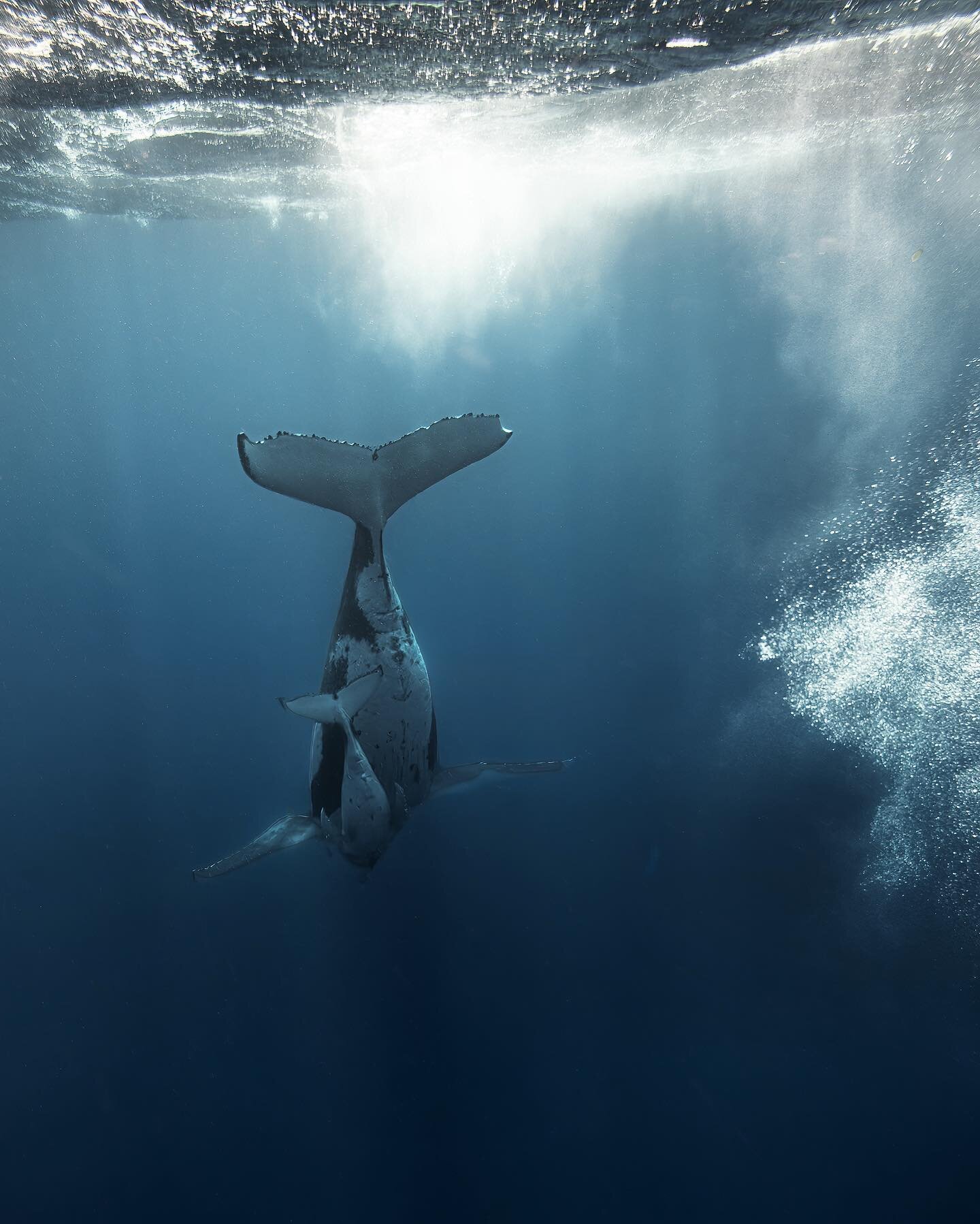 Heading down with the best buddies.
&bull;
&bull;
&bull;
&bull;
&bull;
#whale #humpbackwhale #balena #ballena #tonga #canonphoto #bluewater #blueplanet