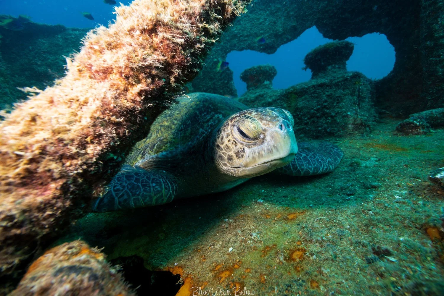 A sleepy turtle basks on the bow of a sunken ship