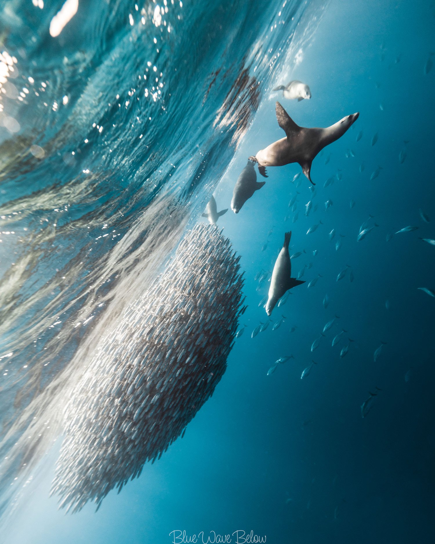 three sealions surrounding a baitball of sardines and hunting them down in the blue waters of magdalena bay
