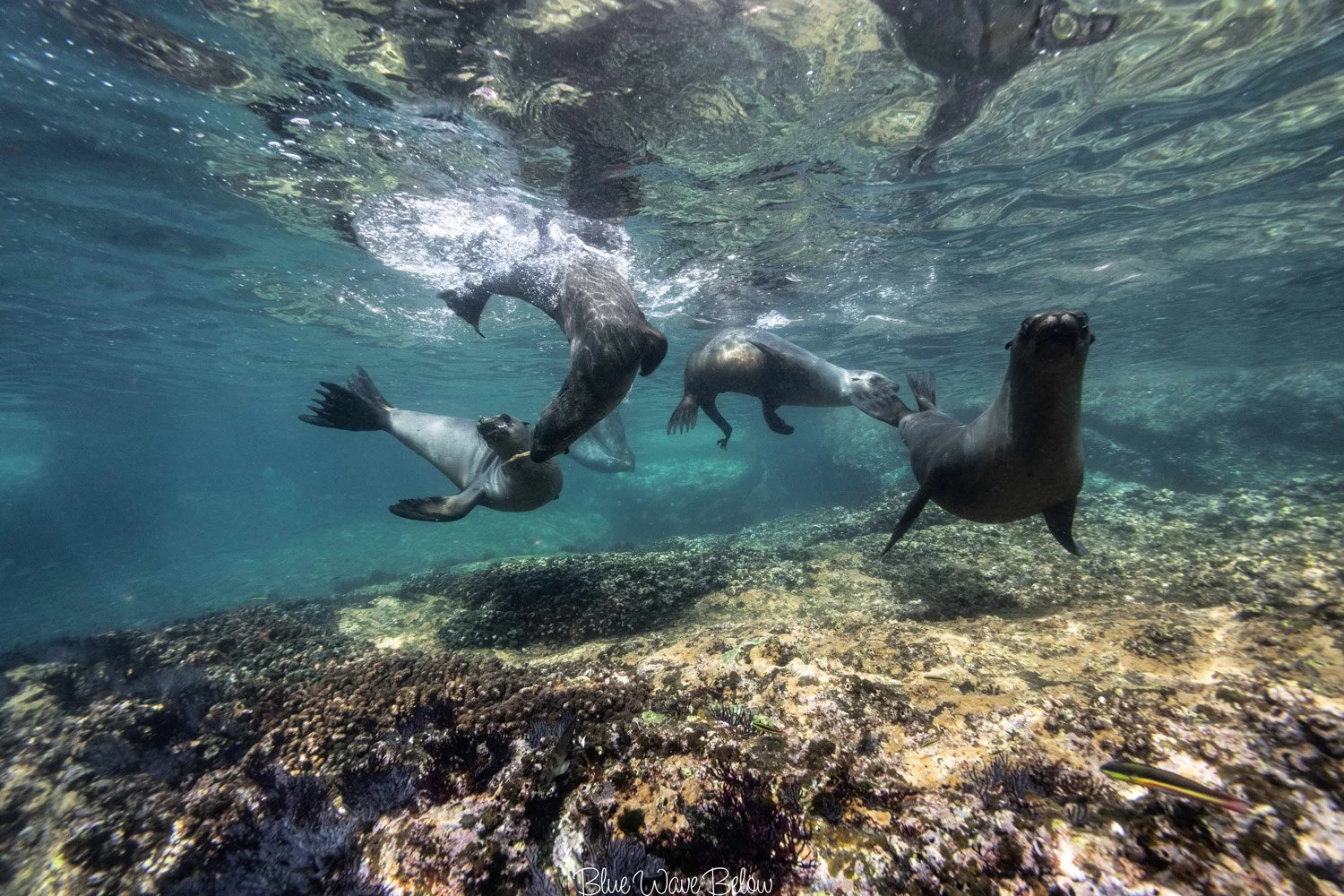 A group of four sea lions playing with each other and looking at the camera