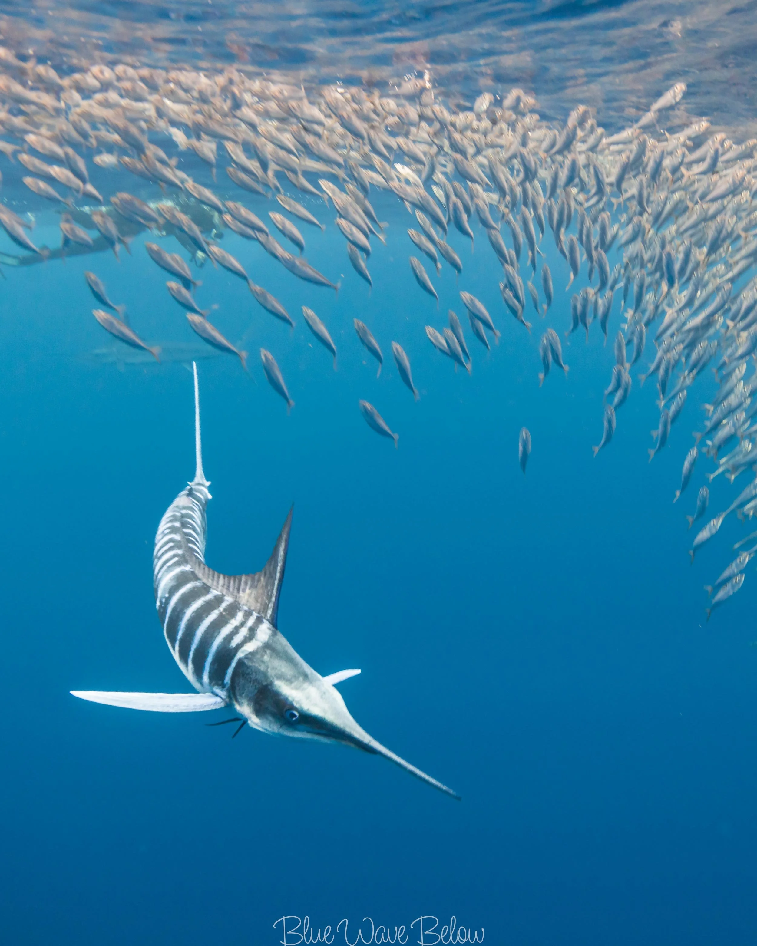 striped marlin swimming under a baitball of sardines