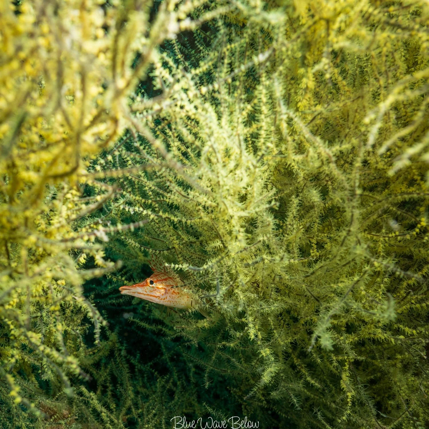 A sunken ship is now home to a variety of coral species, and a small fish is swimming among the colorful reef