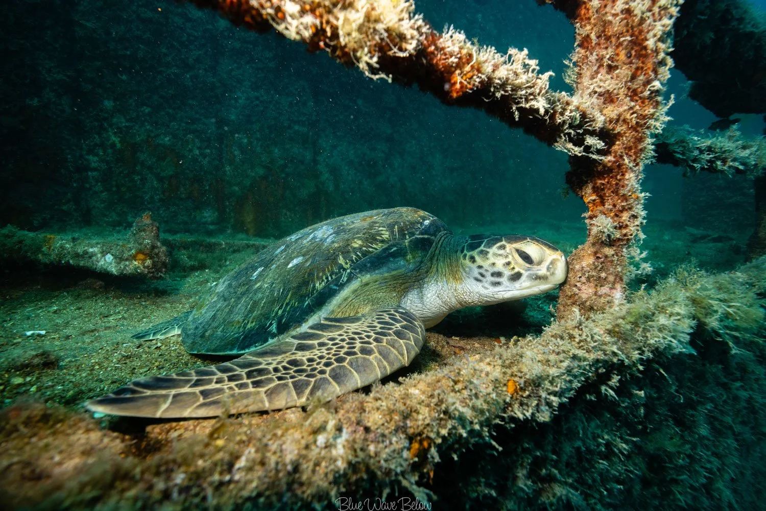 A turtle resting on the top deck of a sunken wreck