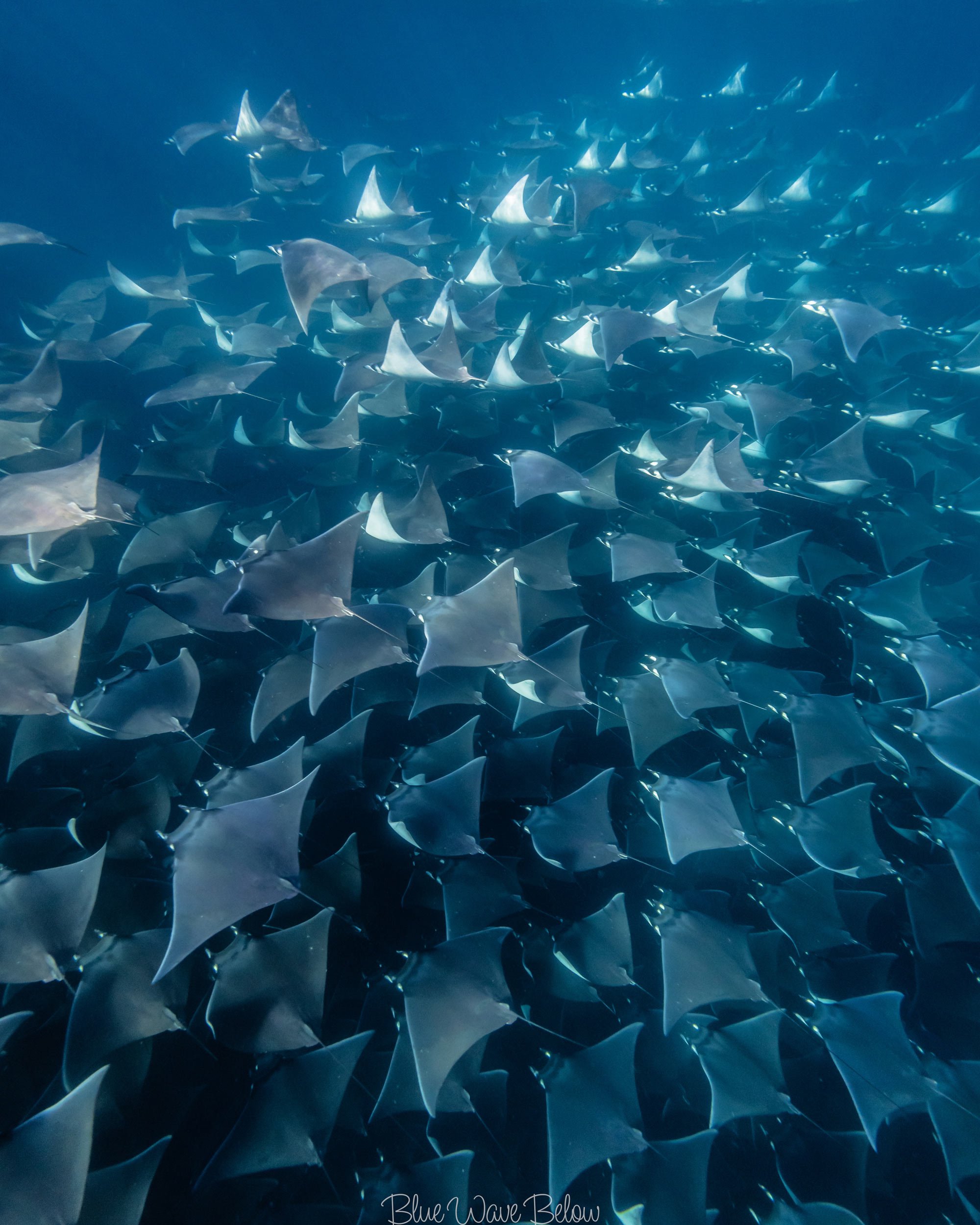 Big group of feeding mobula rays swimming in the blue water