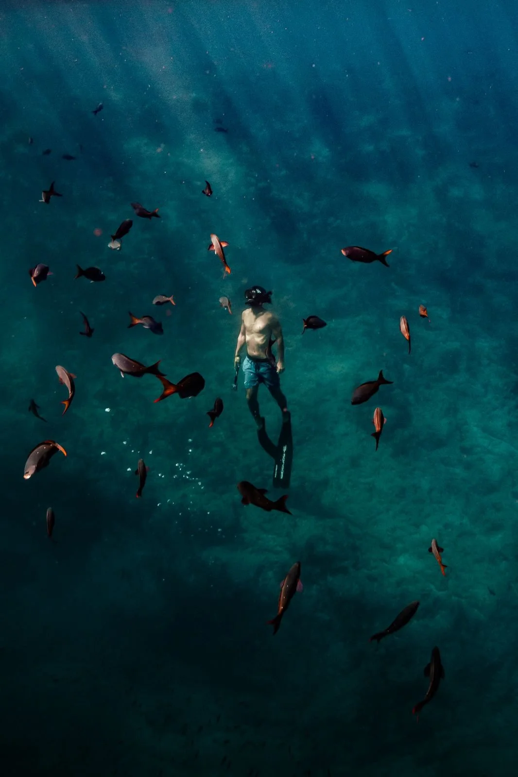 A snorkeler on the way back to the surface, surrounded by beautiful red fish and light green waters