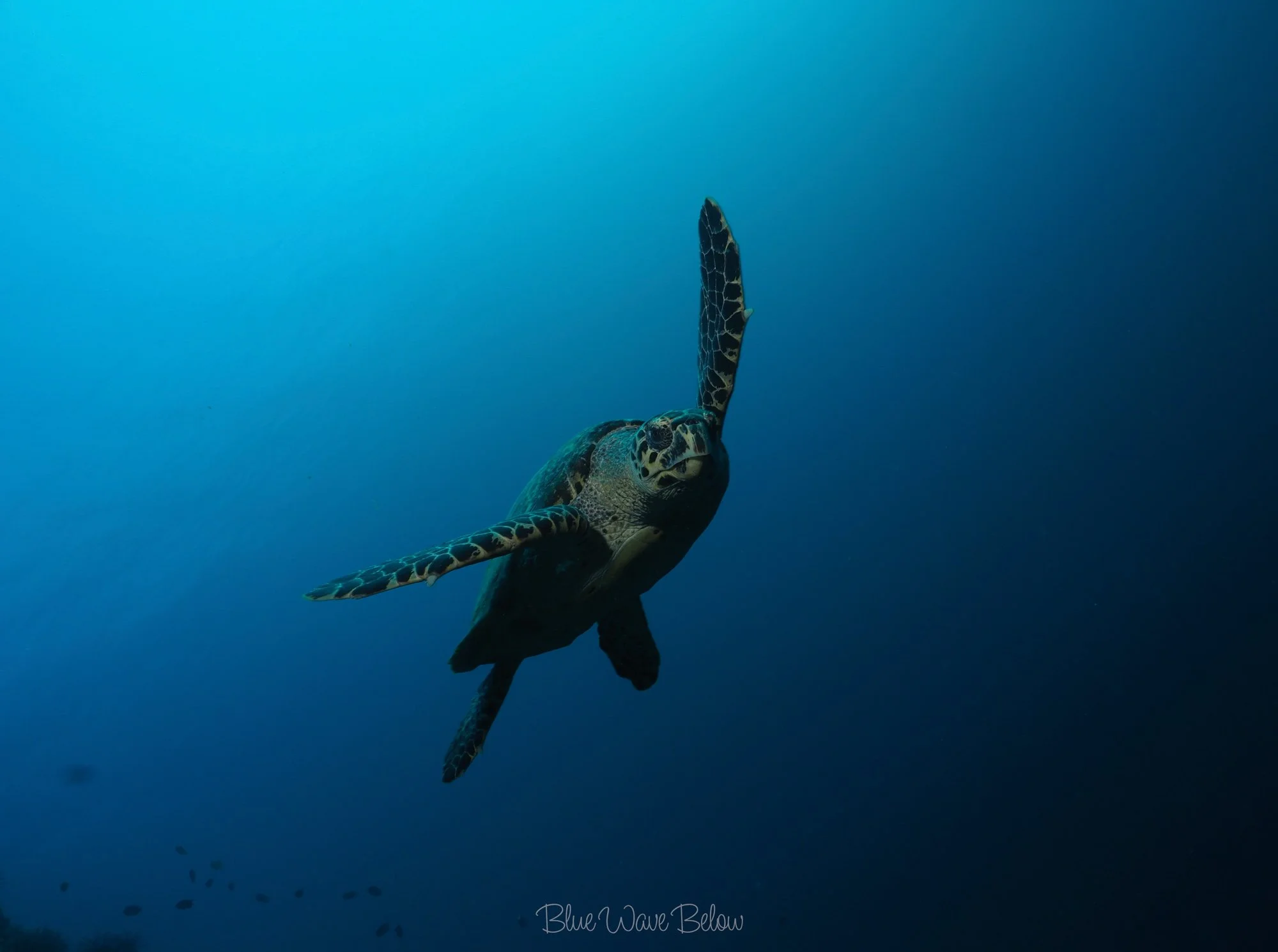 A turtle gracefully swimming in midwater with its fins outstretched, appearing to fly through the water