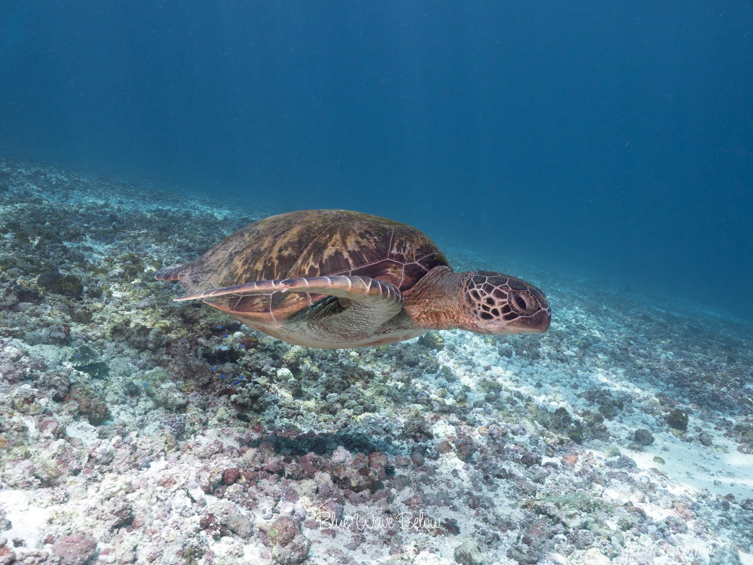 A curious turtle gracefully swims above the sandy and rocky bottom