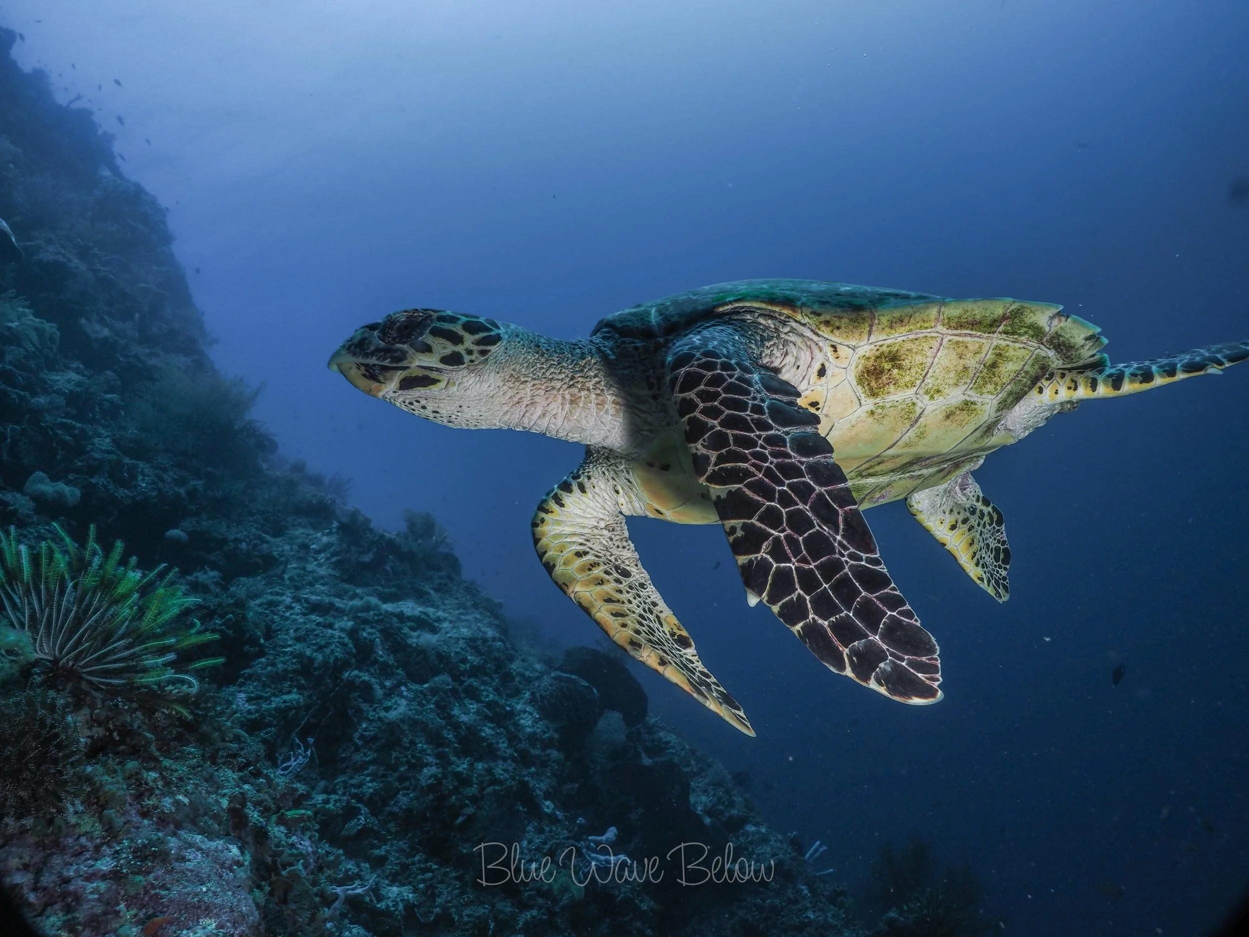 a turtle swimming by a nice underwater reef covered in corals