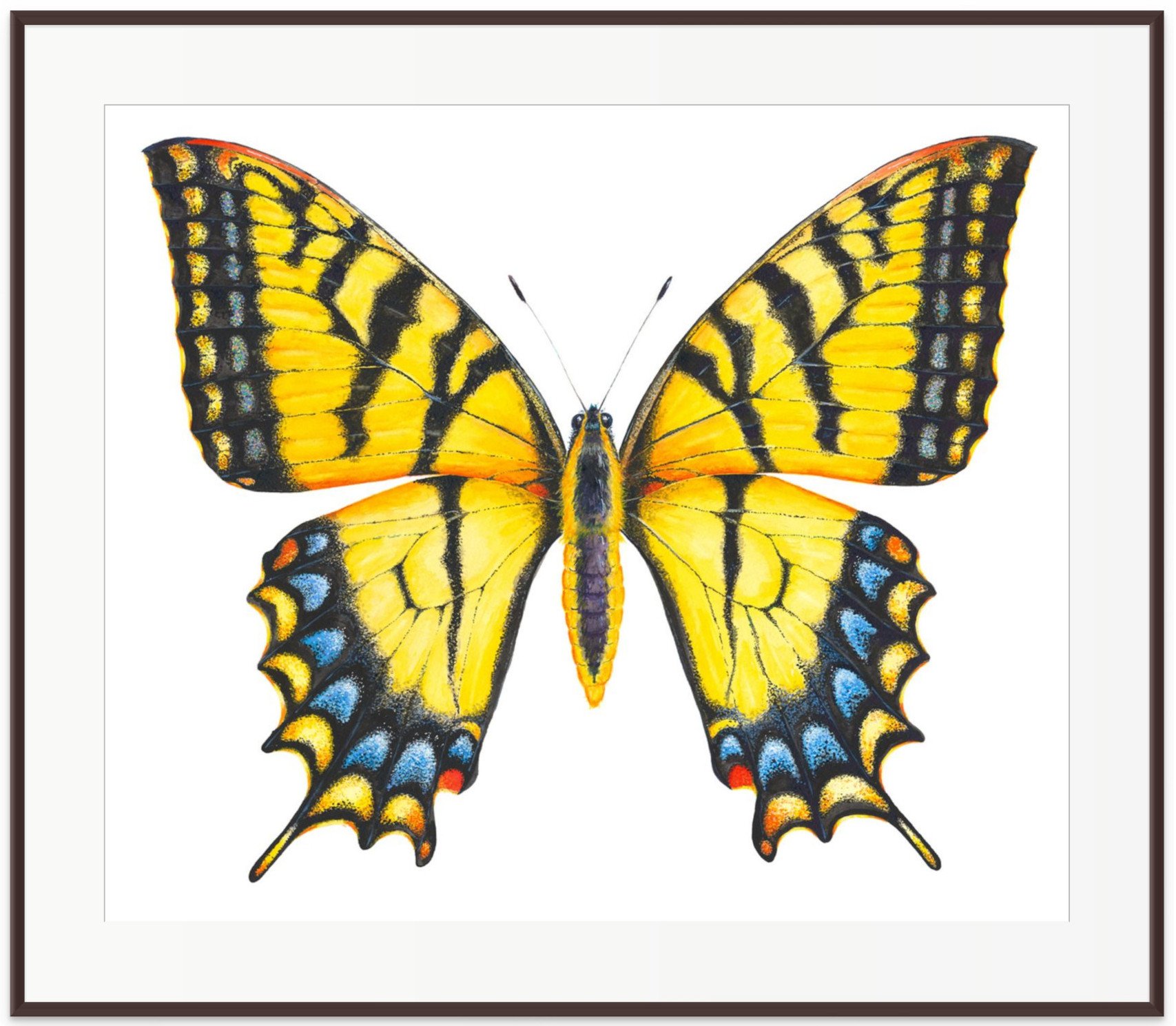 SWALLOWTAIL watercolor