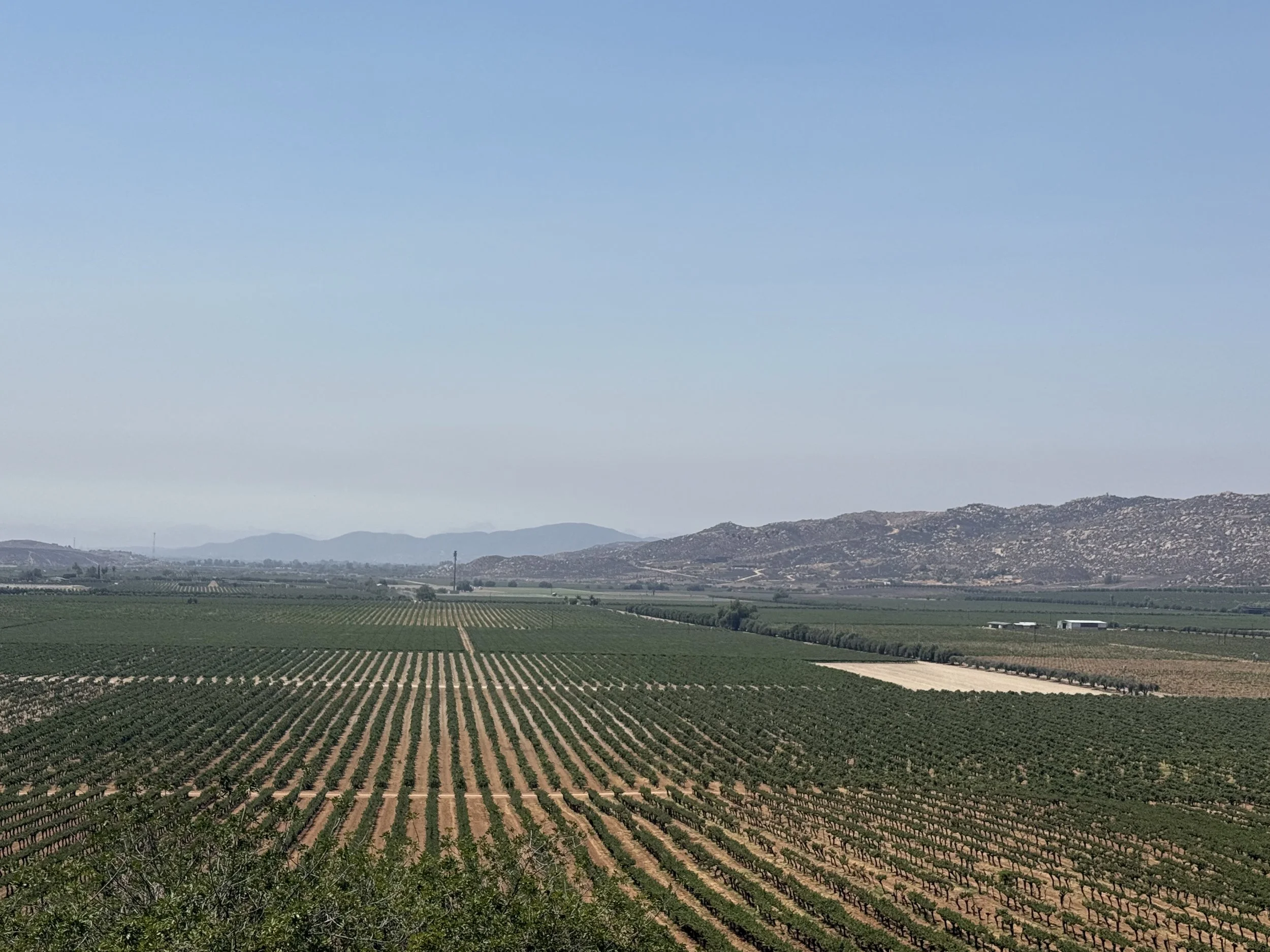 wineries in ensenada