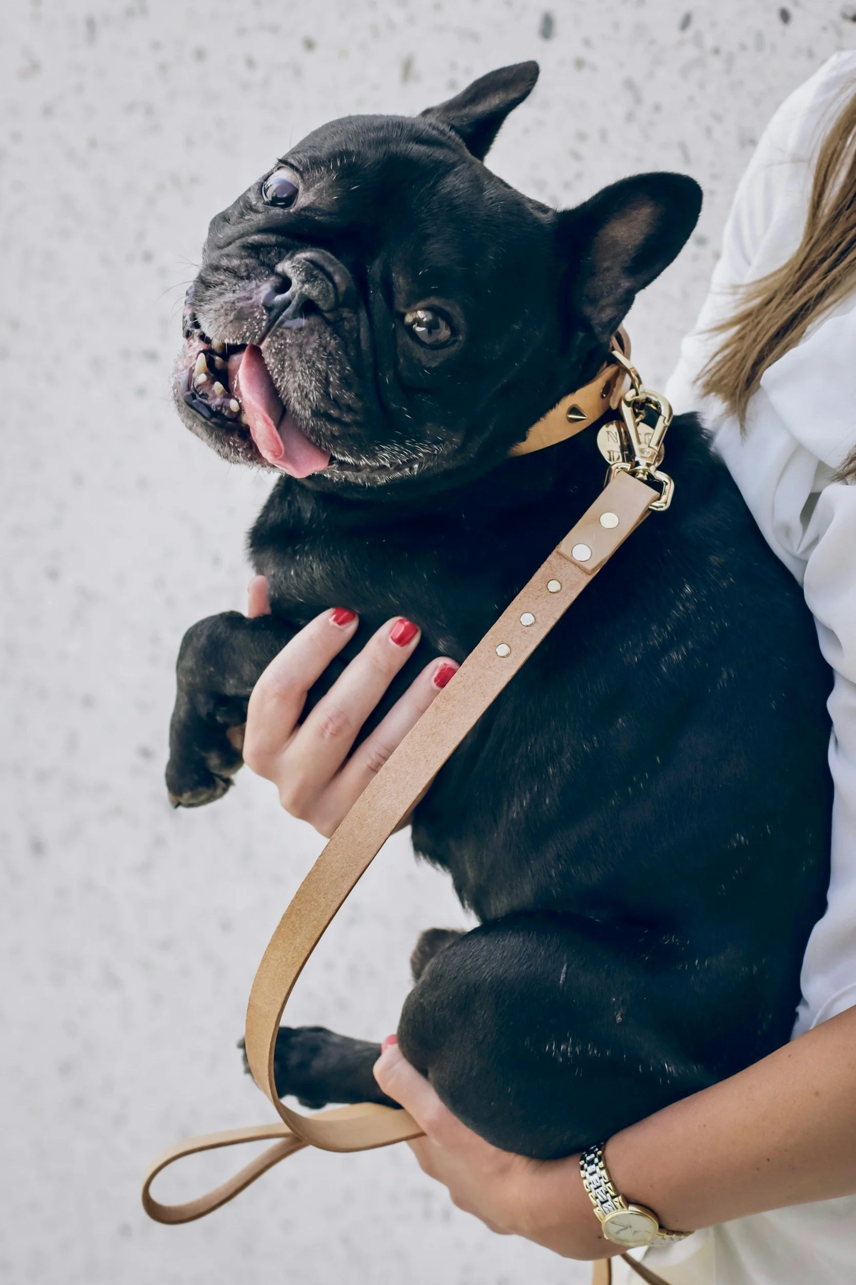 small dog being held by owner