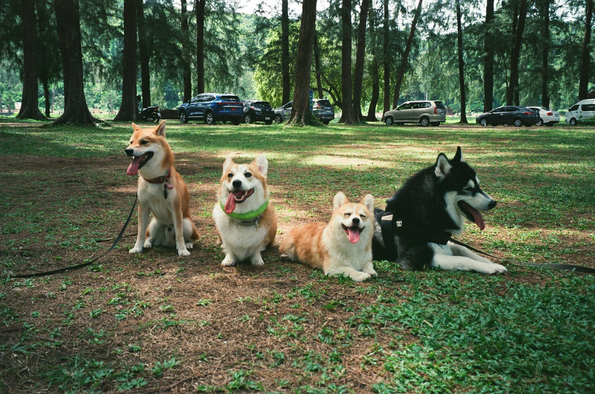 Why You Shouldn’t Get a Dog Just for Your Dog