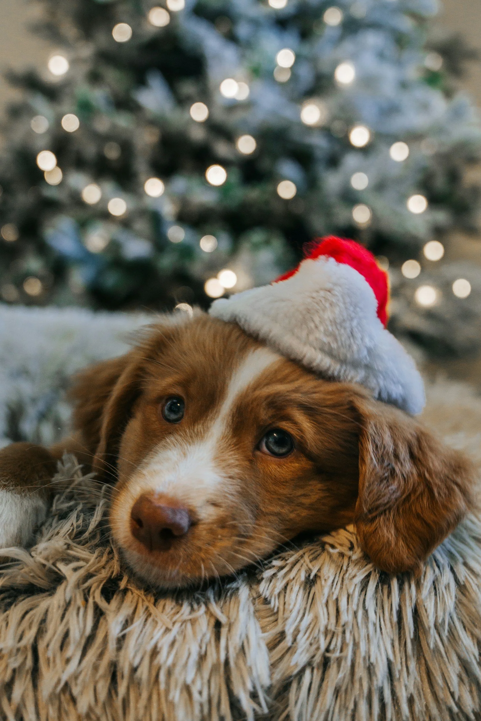 Holiday Safety Tips for Your Furry Friends