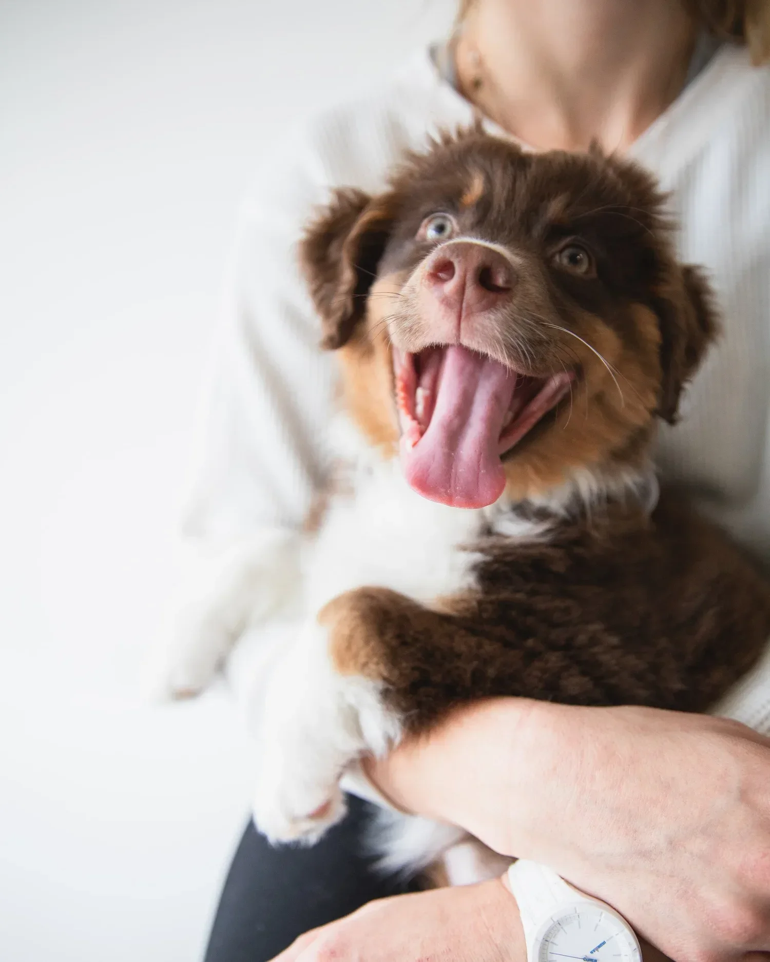 A person holding a brown and white puppy that is yawning with its tongue out.