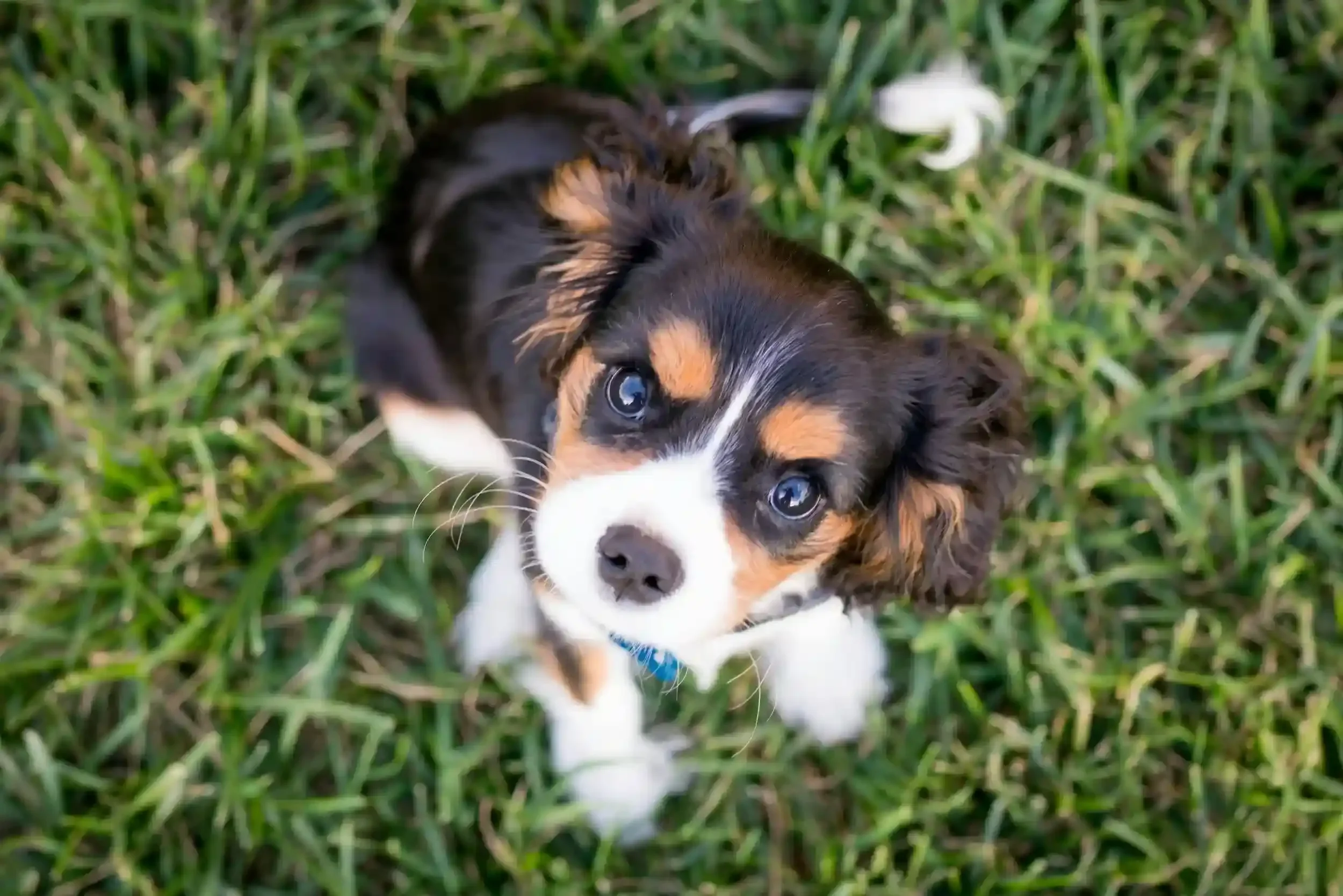A cute puppy with black, white, and tan fur looking up at the camera, surrounded by green grass.