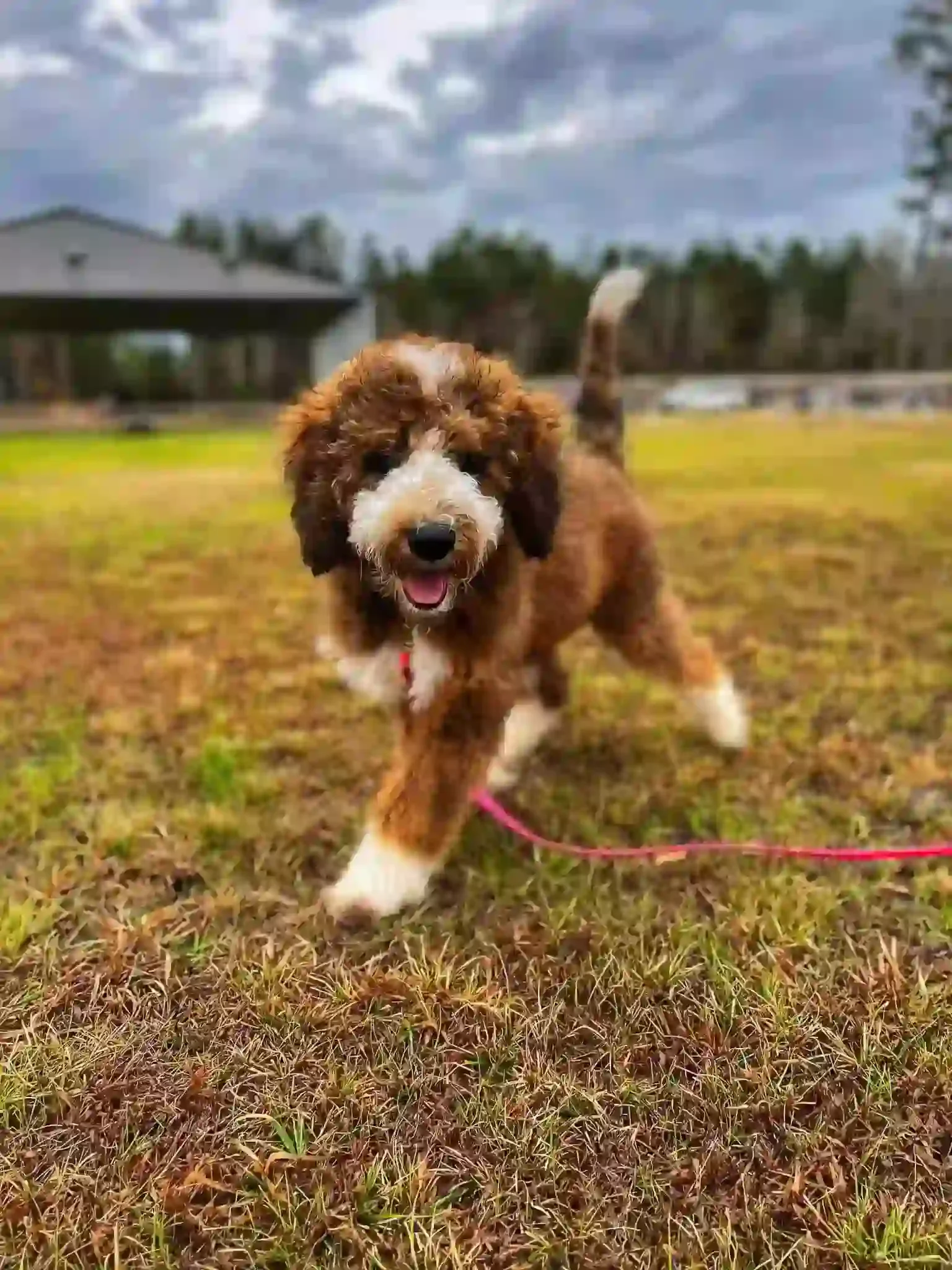 bernedoodle puppy training
