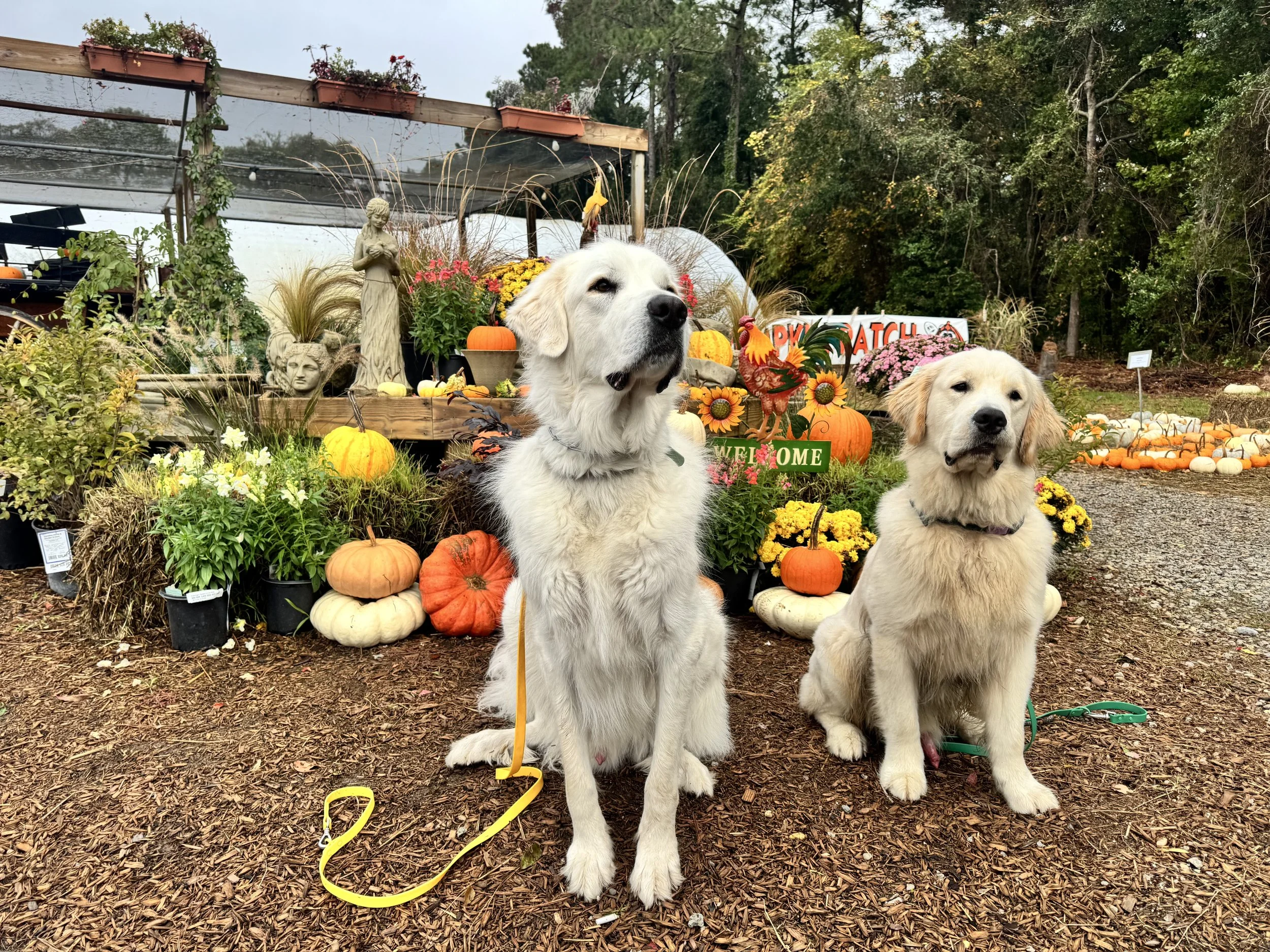 two big white fluffy dogs holding sit stay in public area