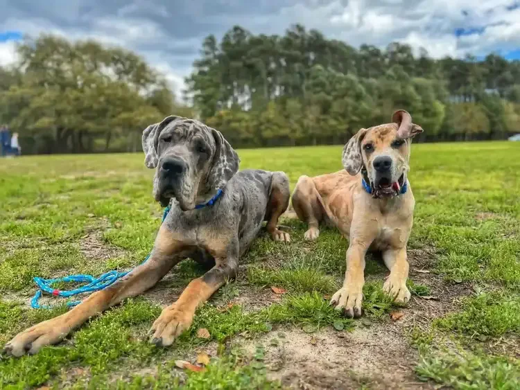 Two large dogs resting on grass in a park with trees in the background.
