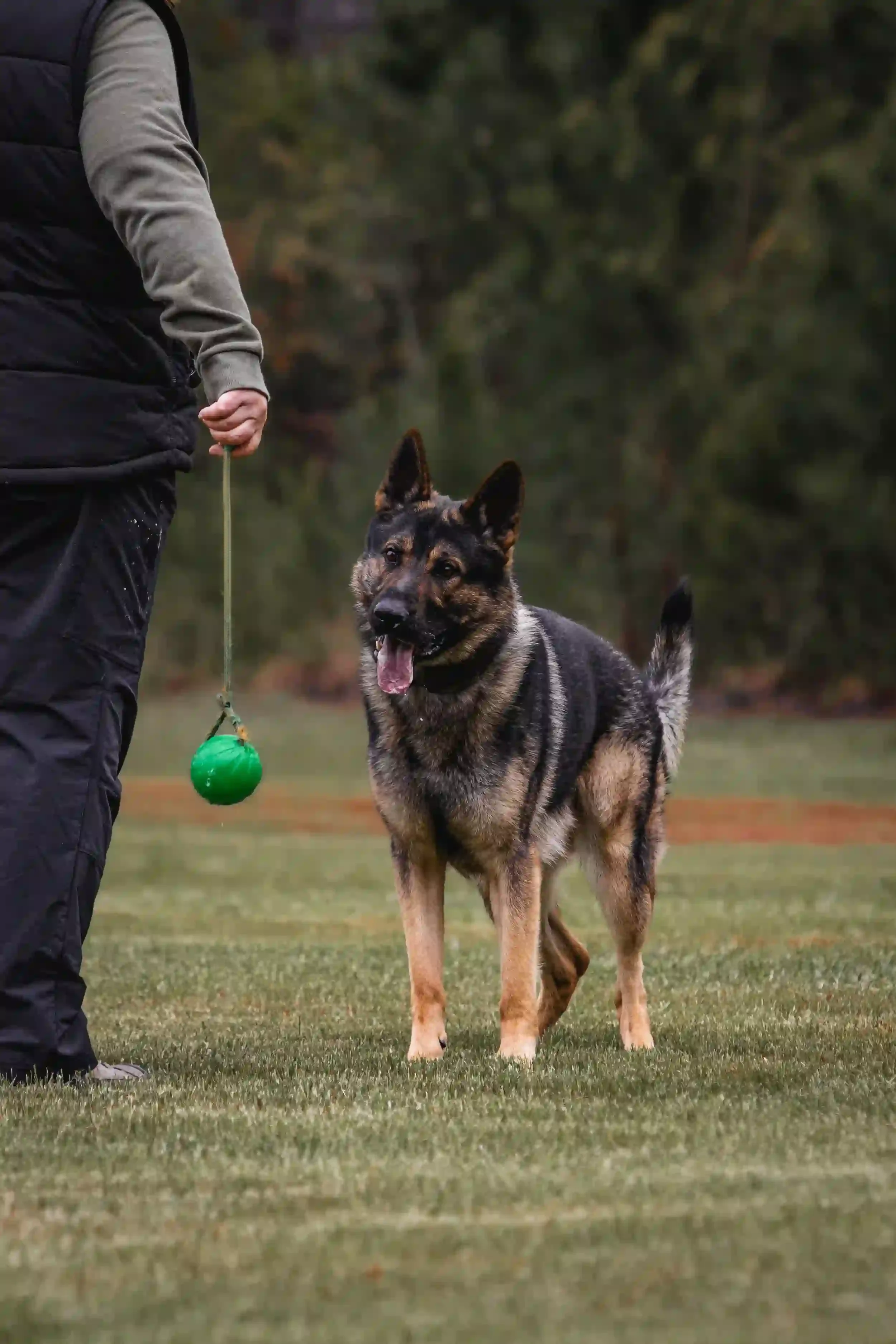 A German Shepherd dog on a leash with a green ball hanging from it, standing on a grassy field next to a person.