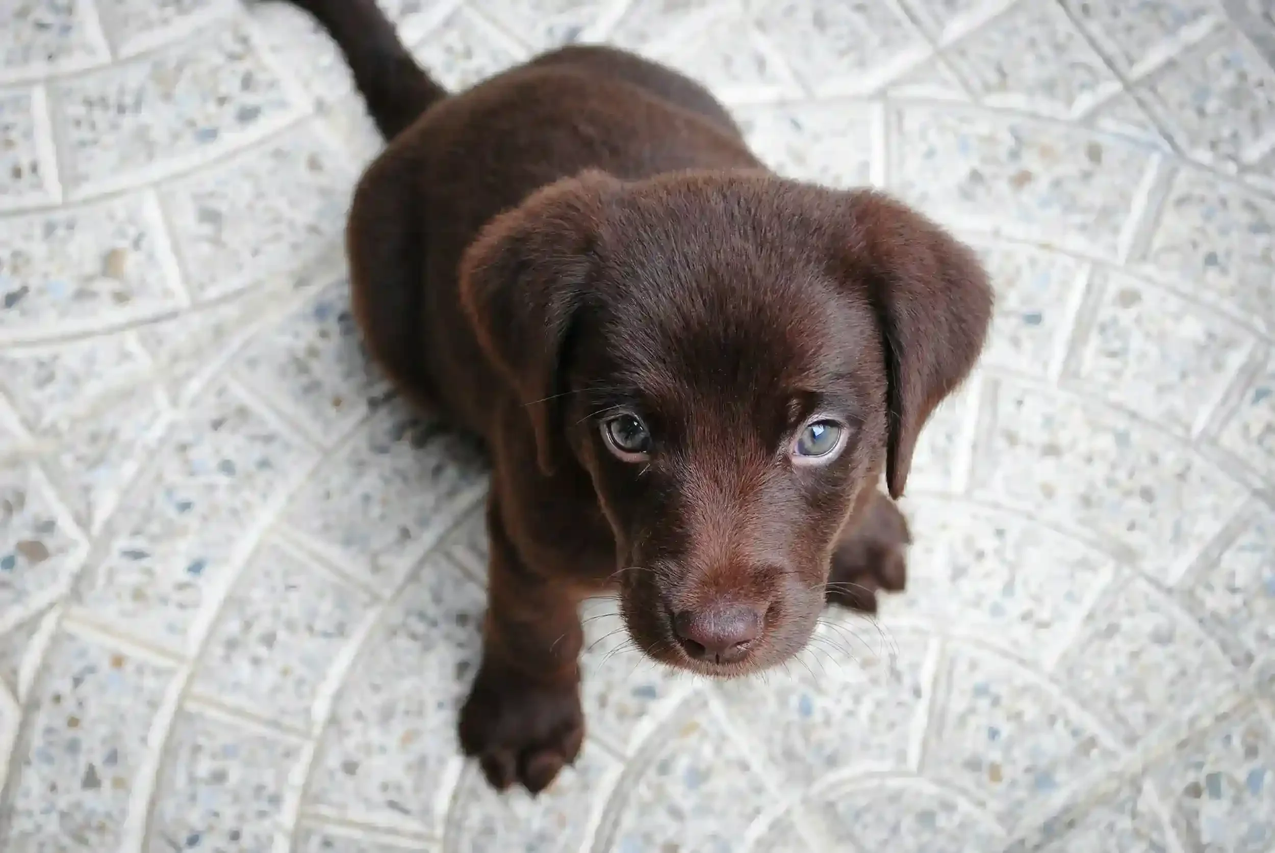 A cute brown puppy with blue eyes looking up, sitting on a tiled floor.