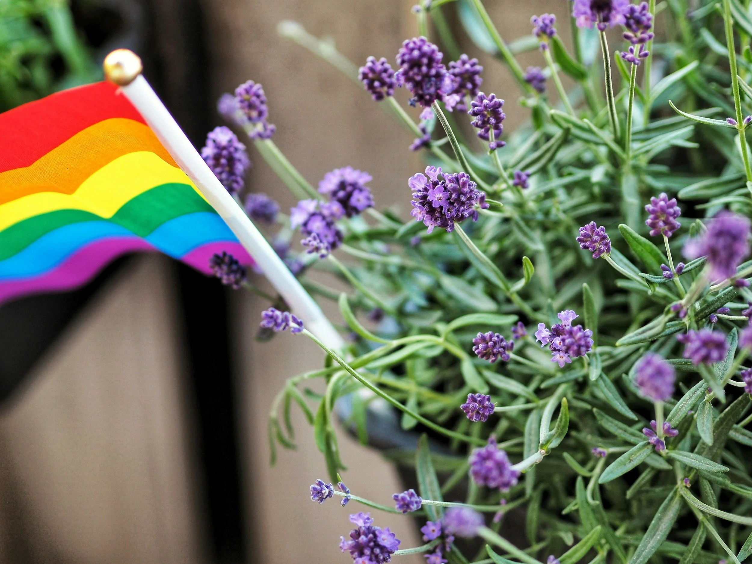 Close-up of purple lavender flowers next to a small rainbow pride flag on a white stick.