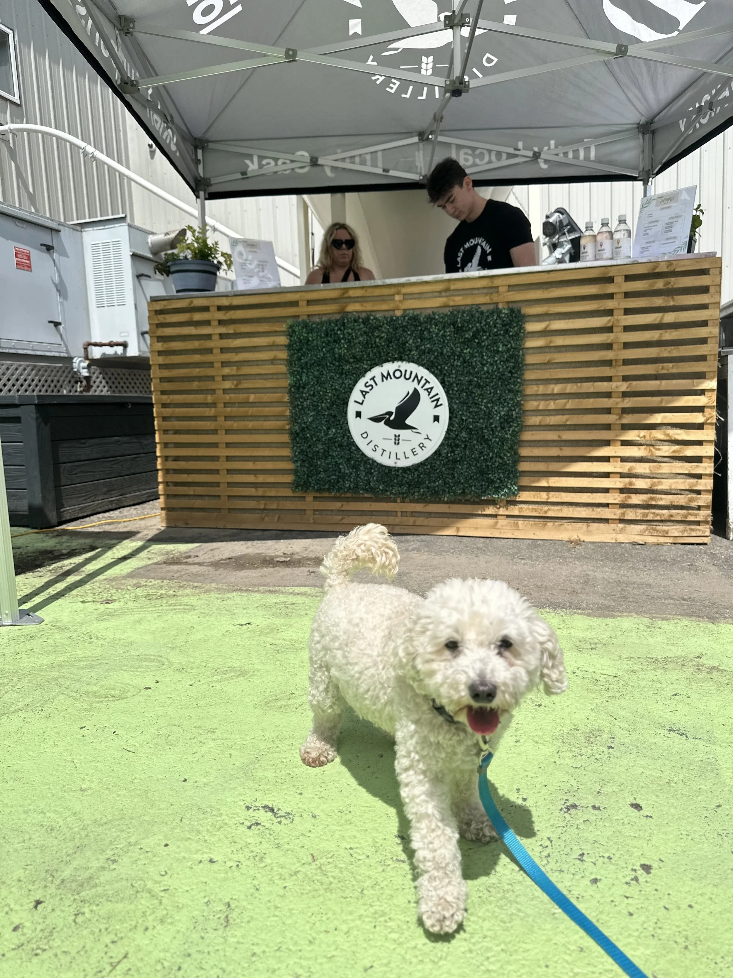 Dog at Caesar Fest in Lumsden SK
