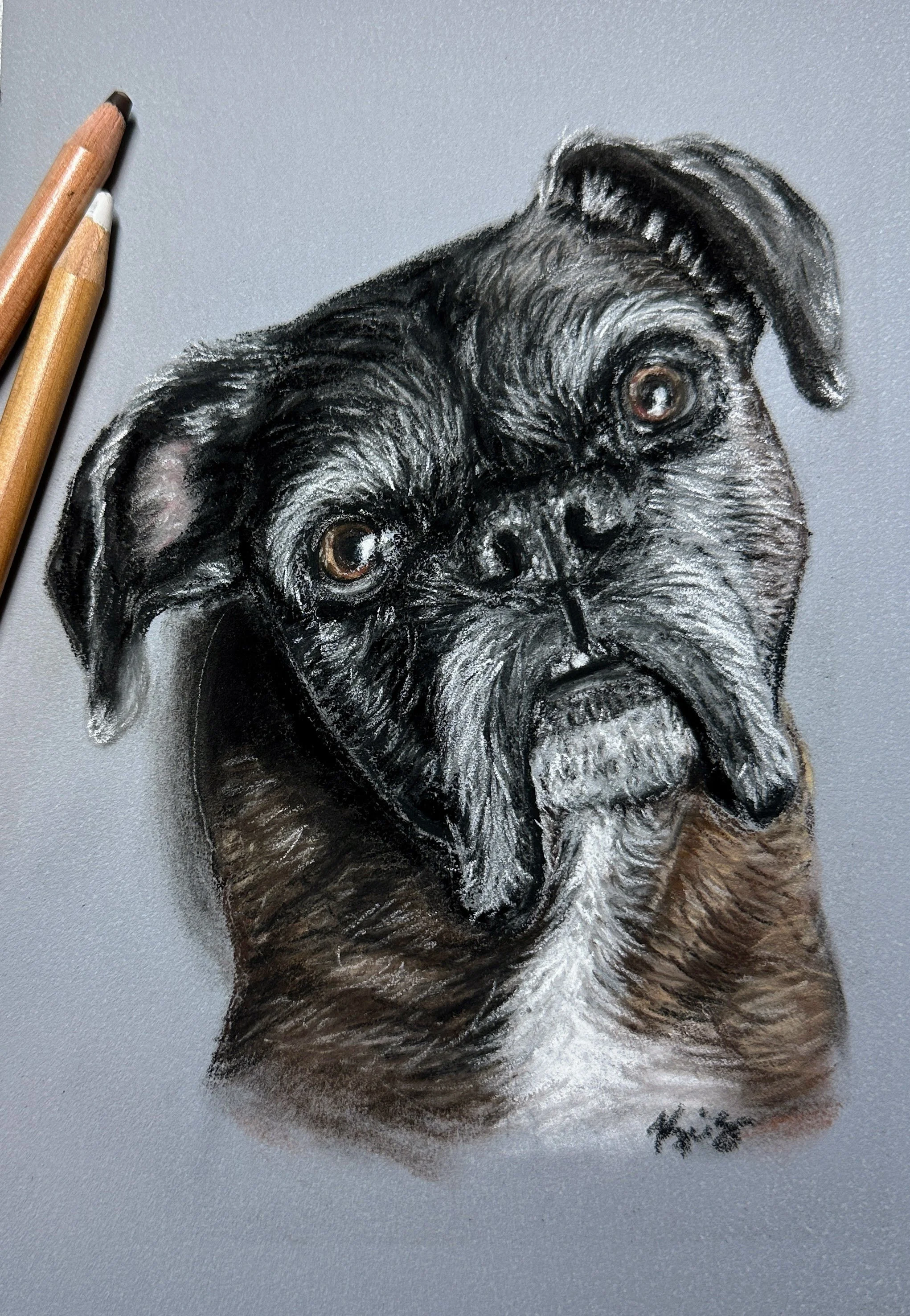 Boxer pet portrait