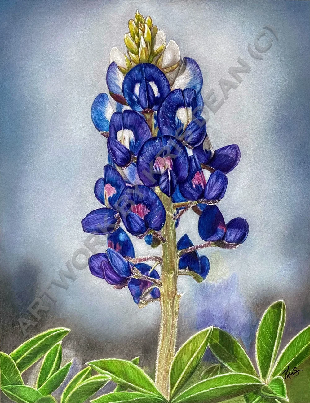 bluebonnet watermark.jpg