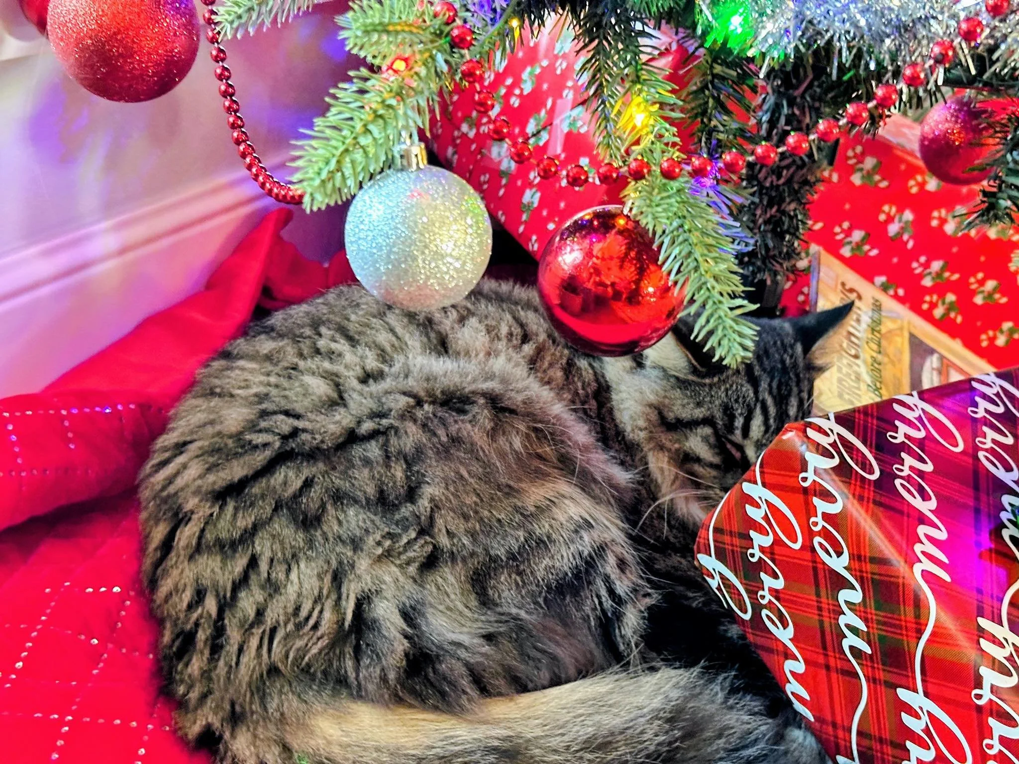 Presents under the tree ✔️
Tree decorated ✔️
Cat installed ✔️
Do I need to wrap the cat? 🎄😆 🎄

🎁🐾

#CatLife #ChristmasCat #HolidayHumor #CatOwnerProblems #ChristmasVibes 🎄